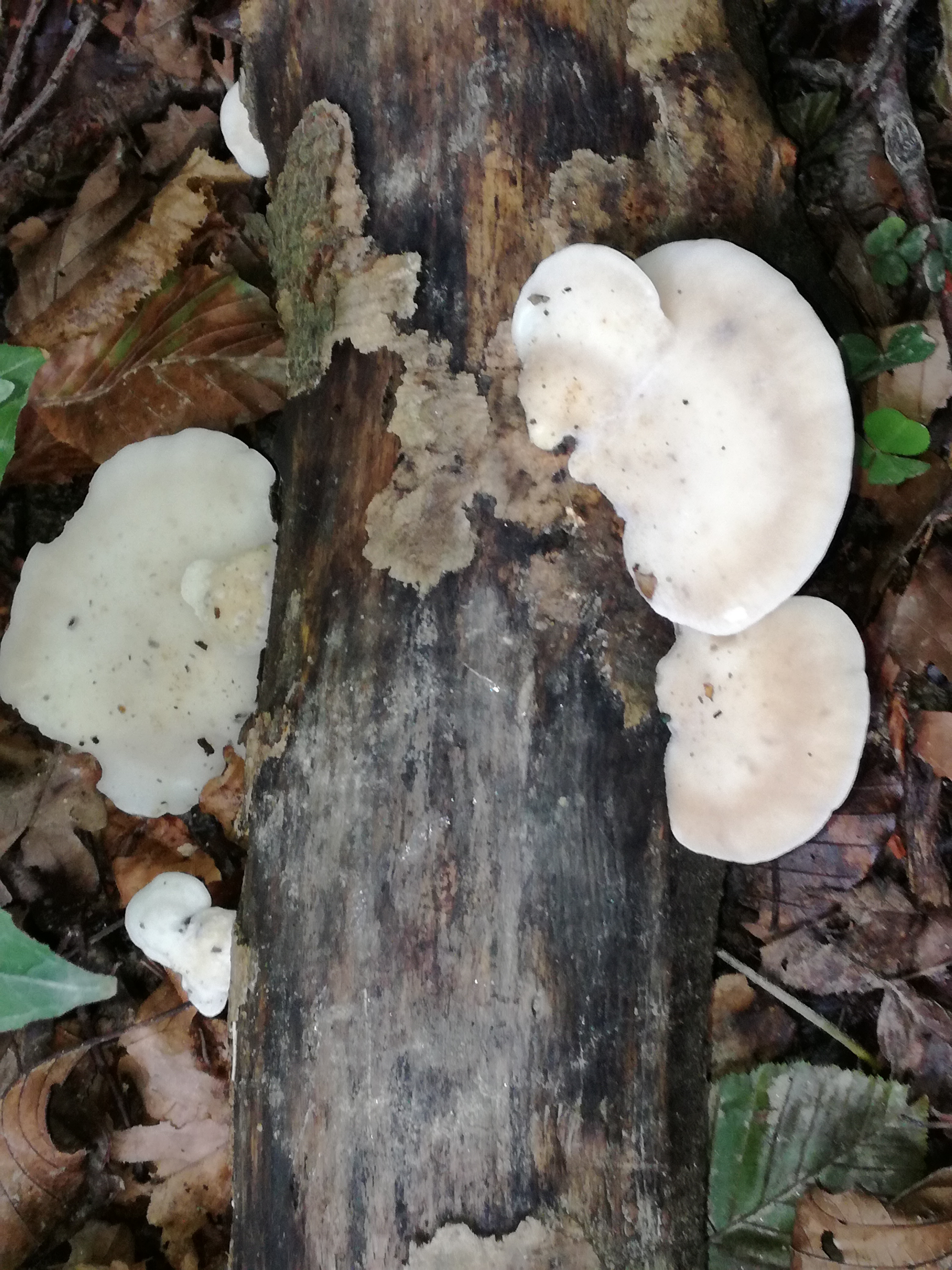 06102017192652 3073 art 1849 img 20170906 104907