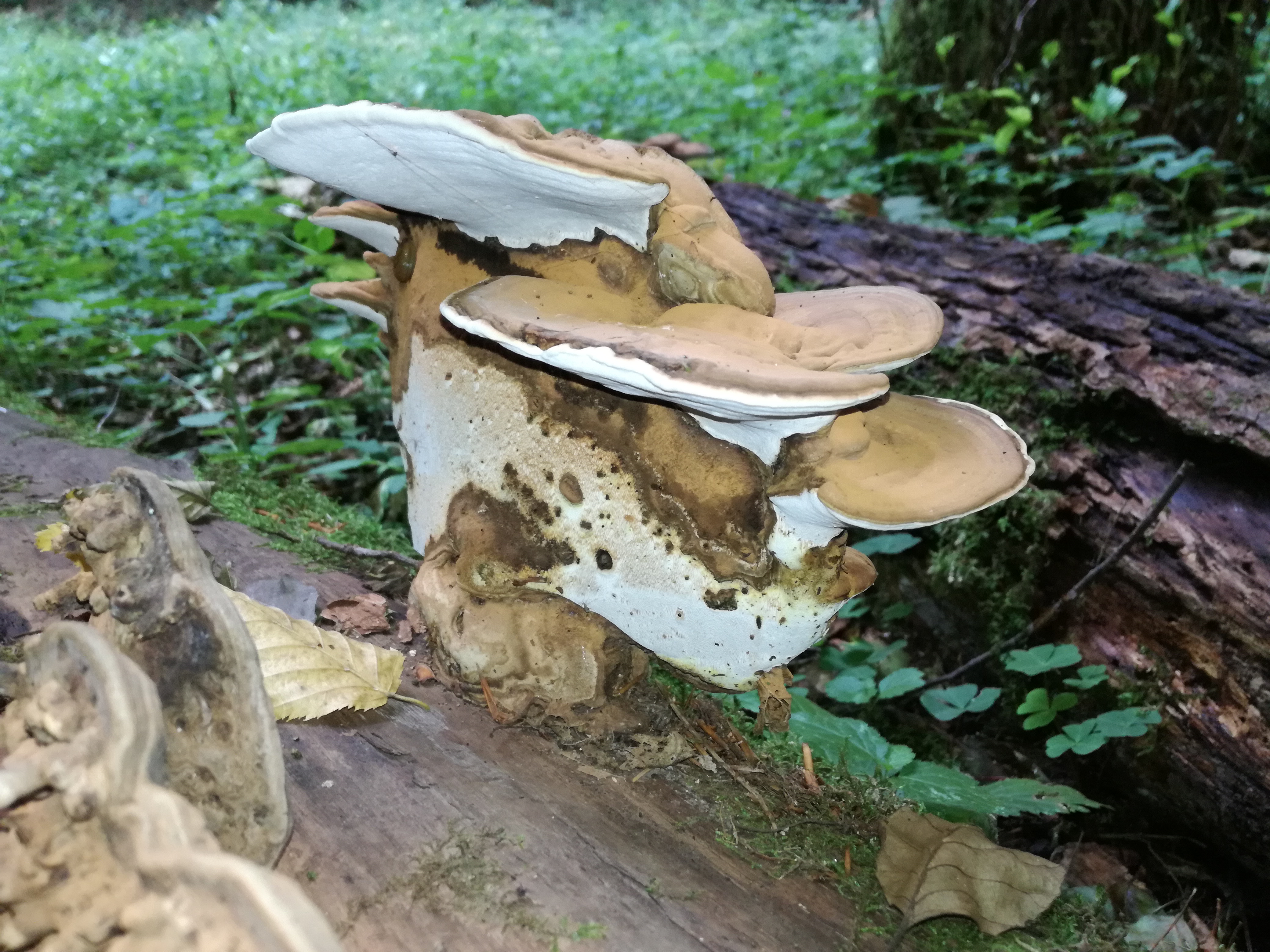 06102017193656 3074 art 1850 img 20170906 112724