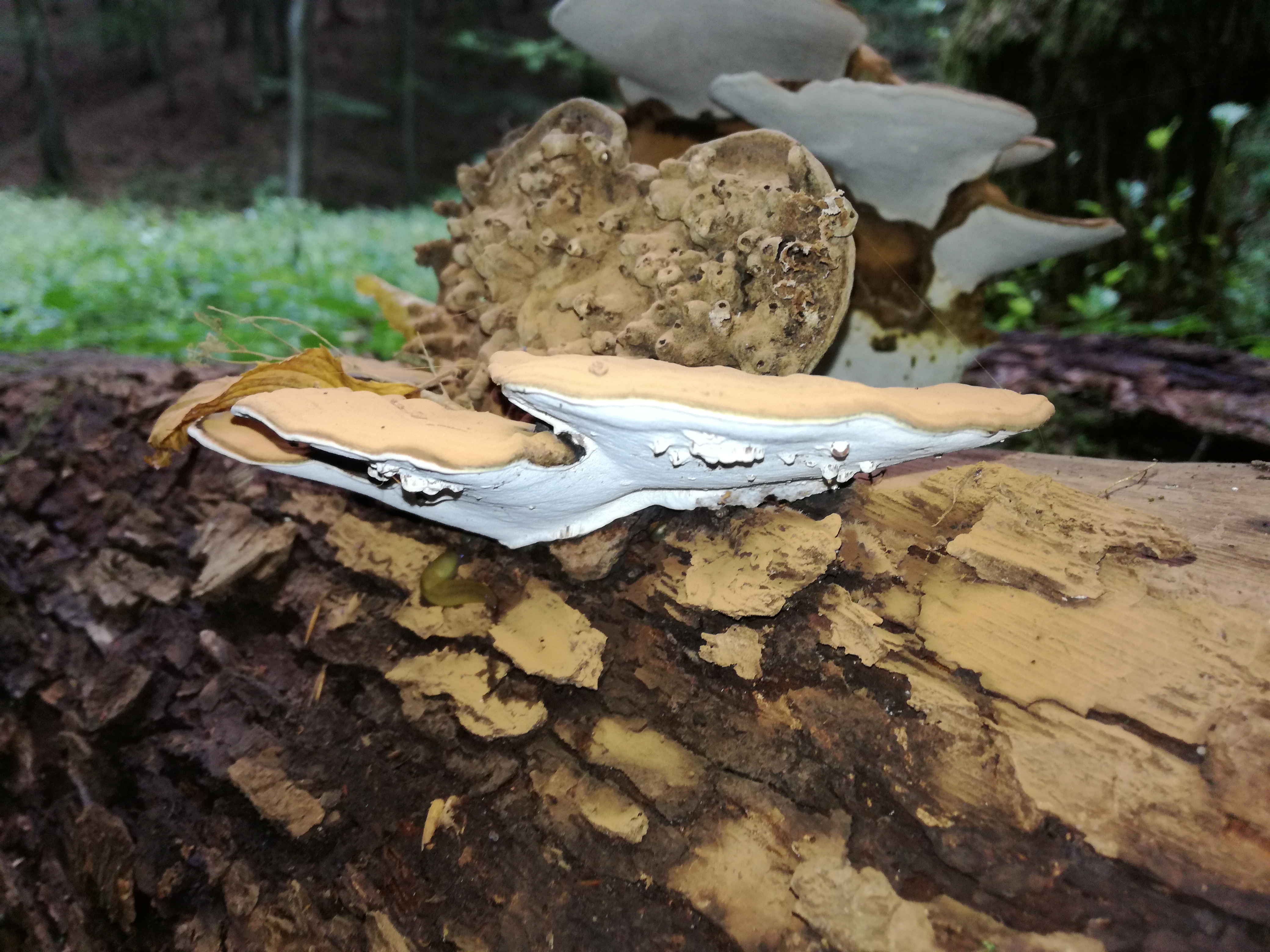 06102017193951 3077 art 1850 img 20170906 112748