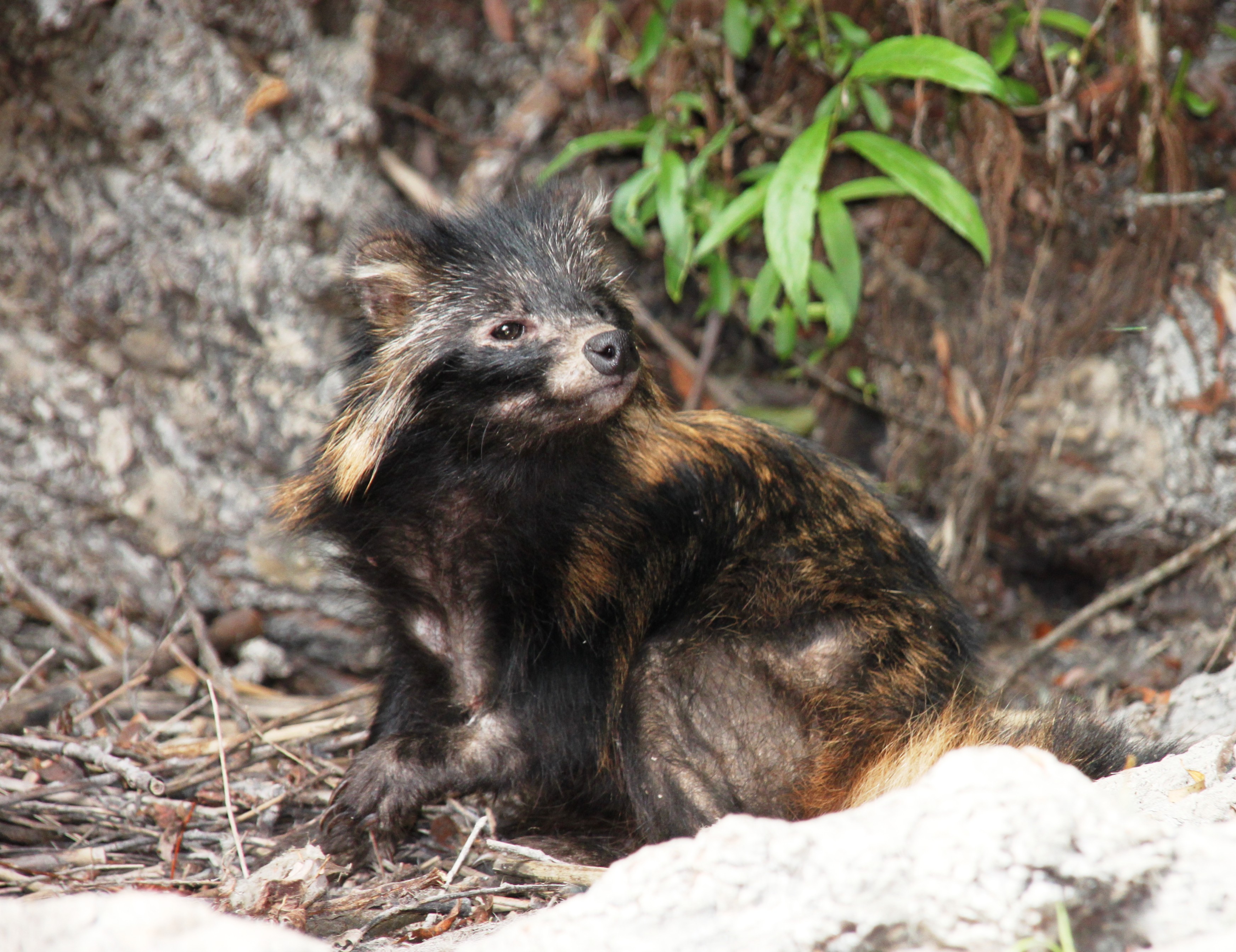 06112013095430 2217 art 995 nict.proc .1