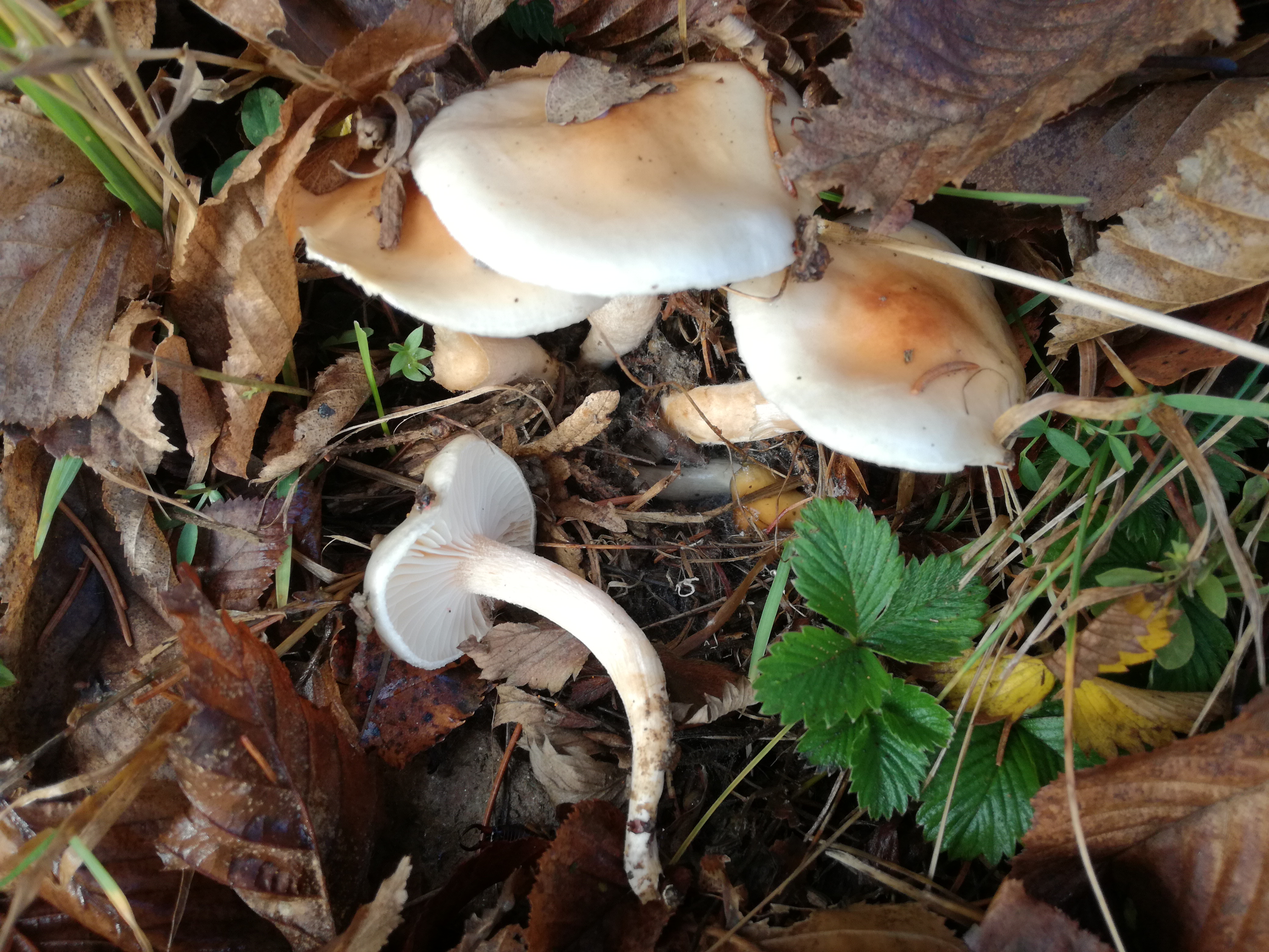 06112017222952 3287 art 1959 img 20161121 102644 2