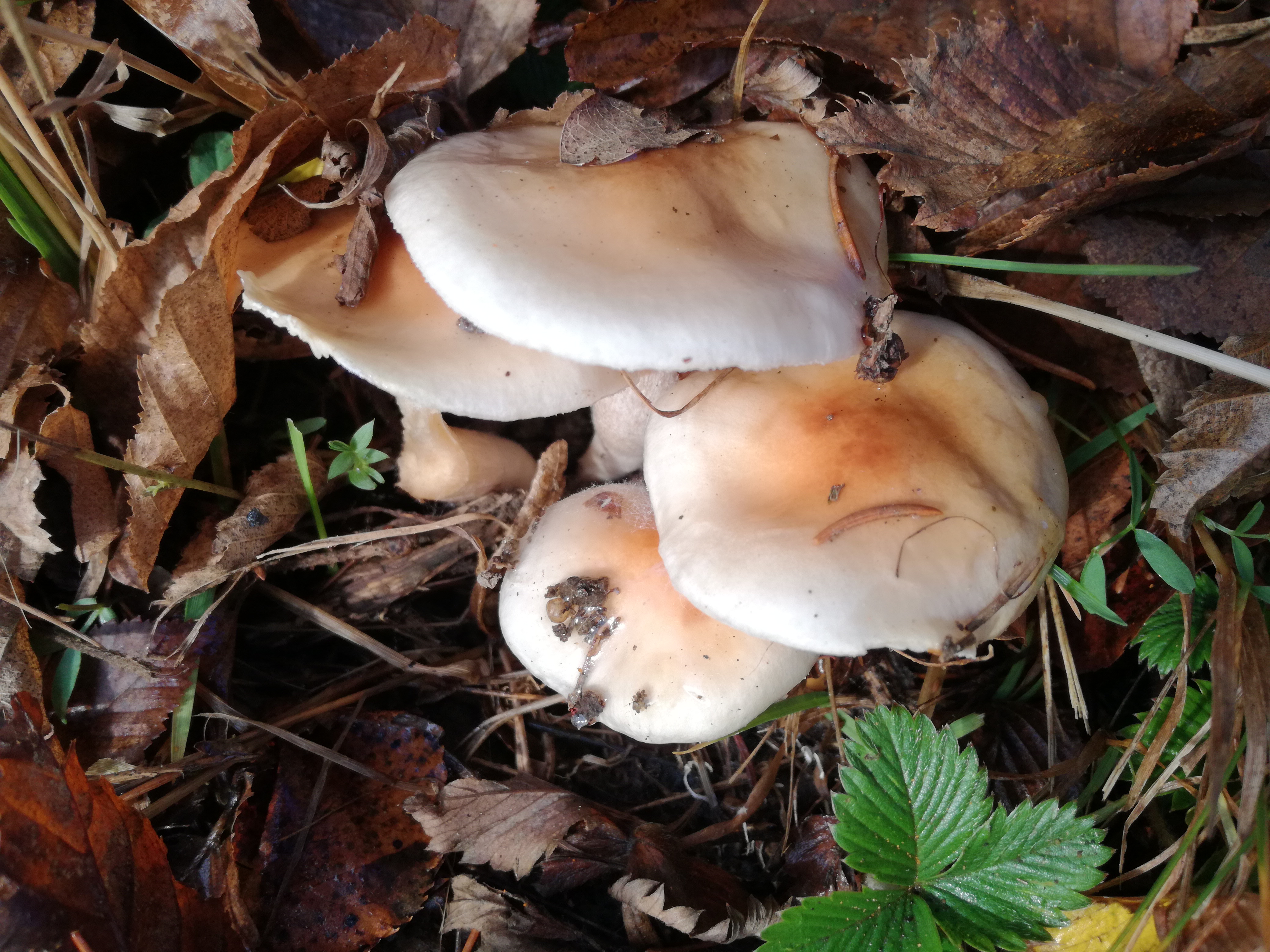 06112017223148 3288 art 1959 img 20161121 102644