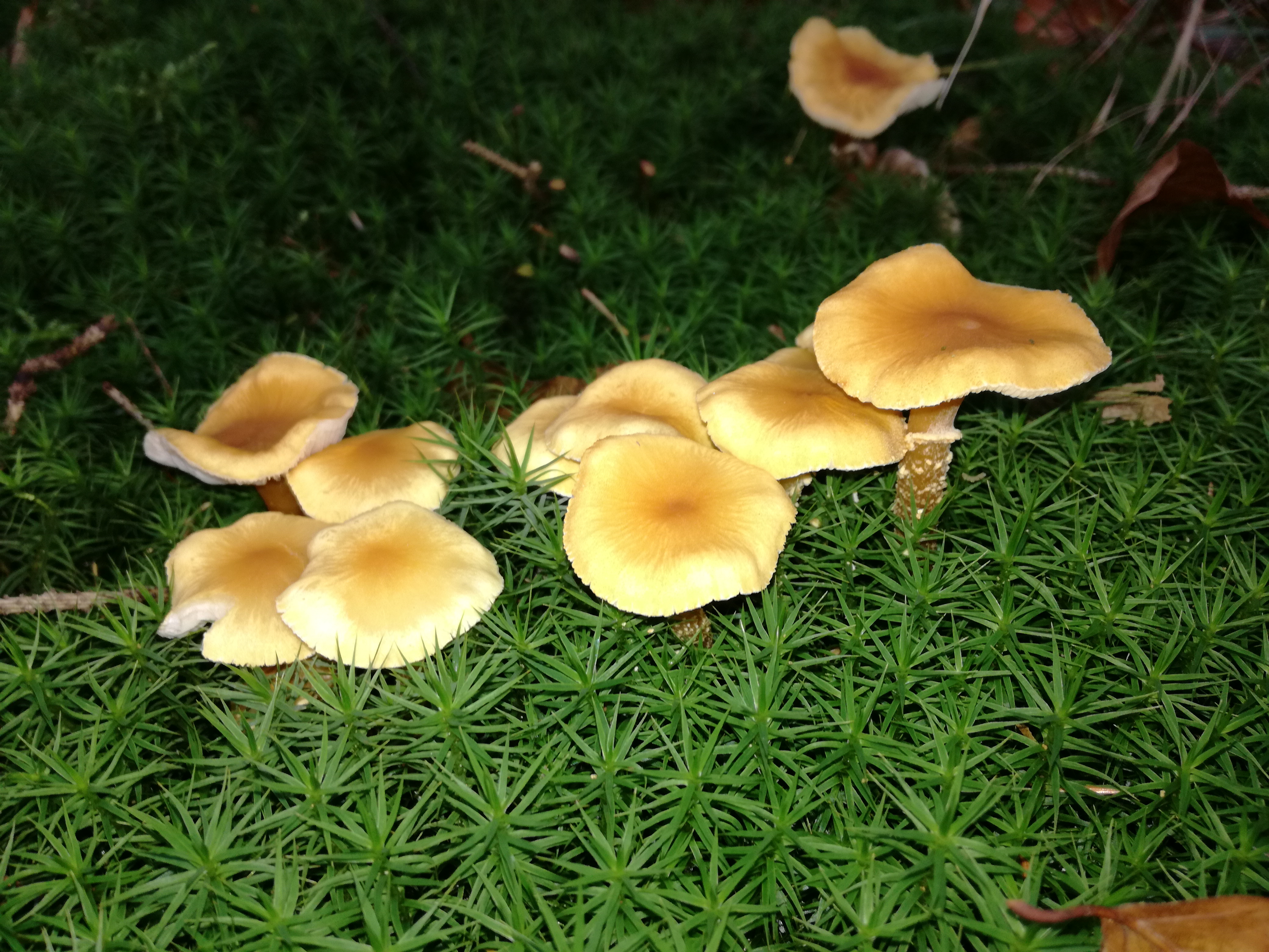 06112017225045 3289 art 1960 img 20161121 111130