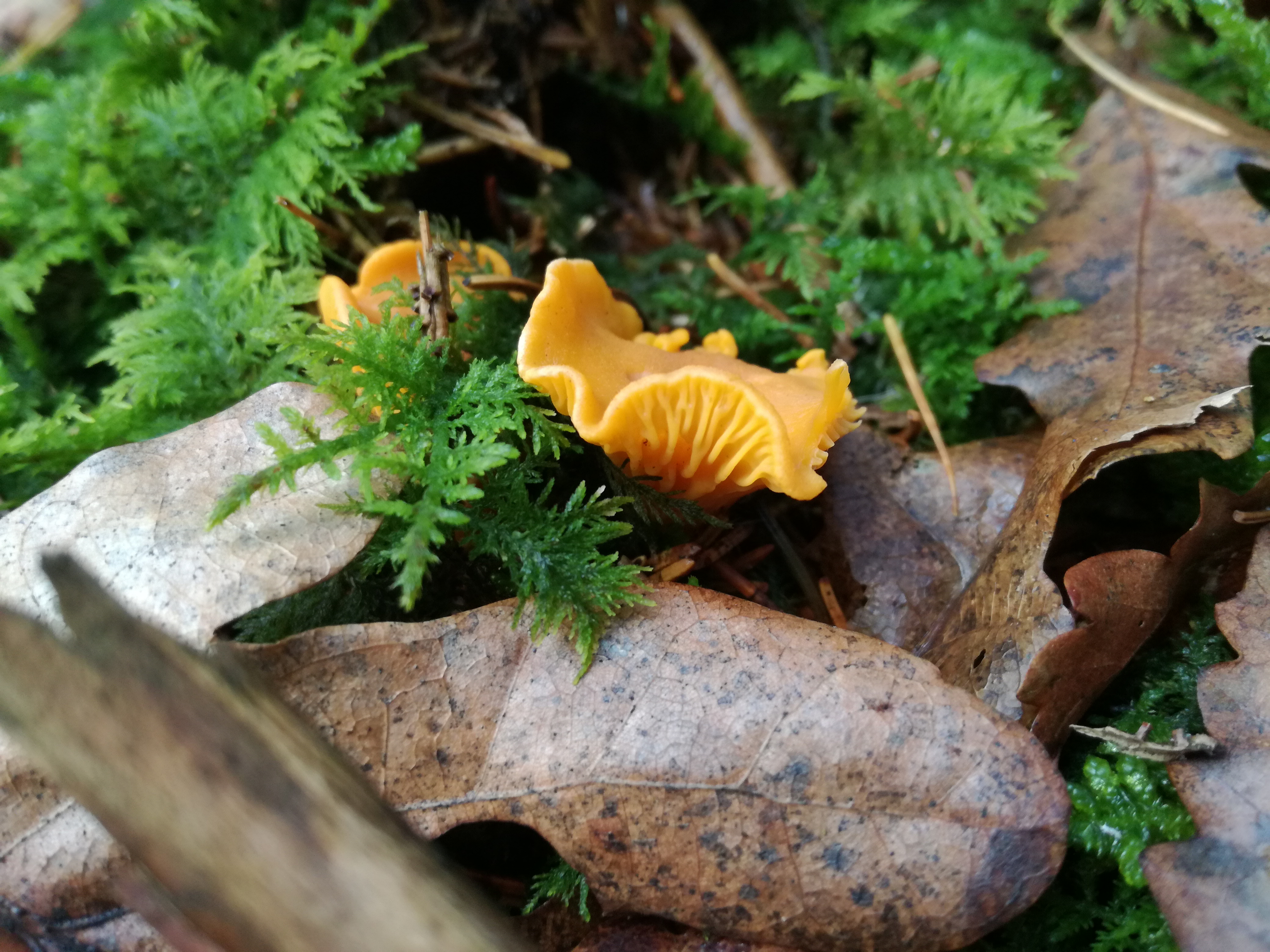 06112017232537 3290 art 1961 img 20161121 104903