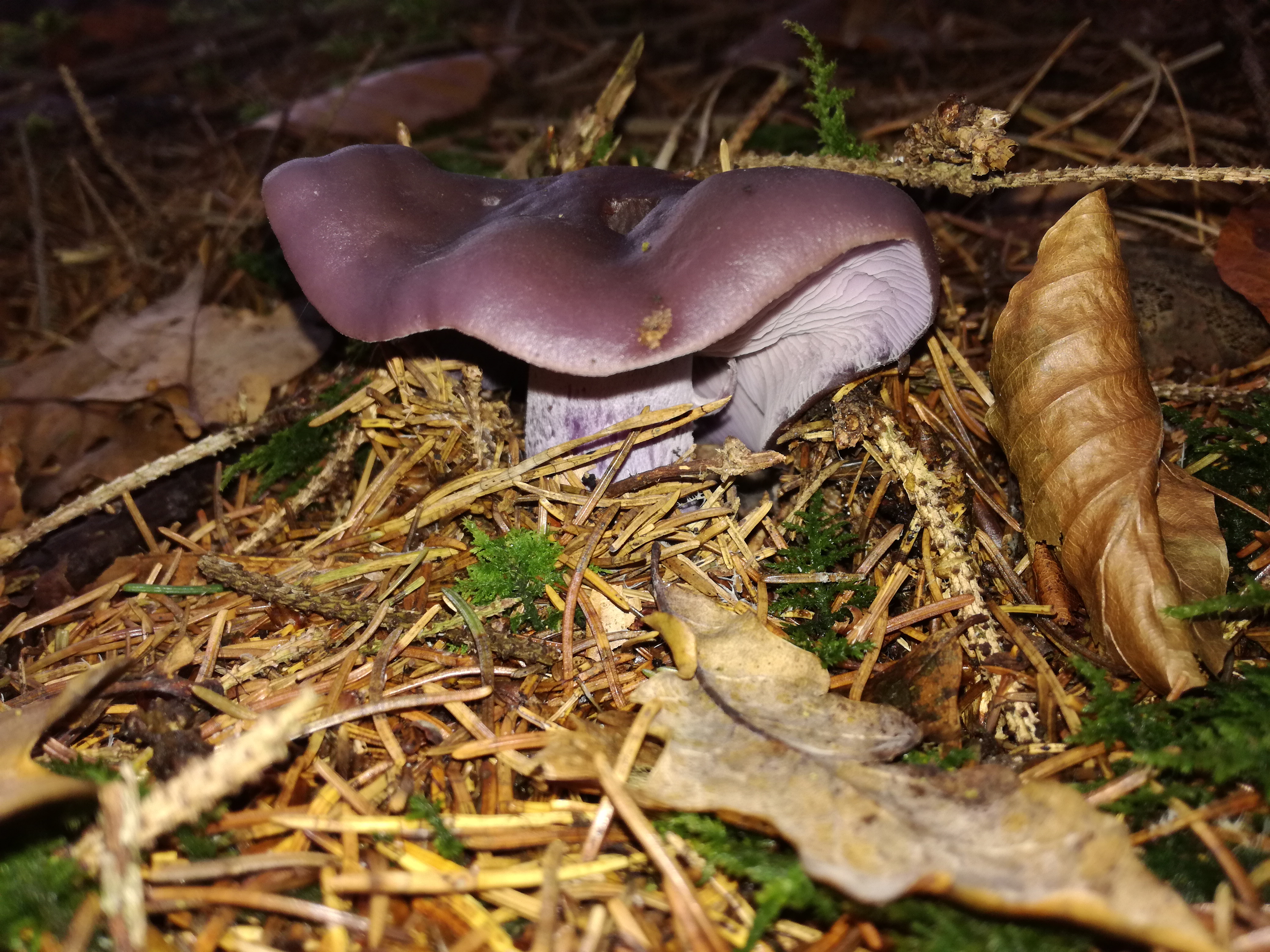 06112017234251 3292 art 798 img 20161121 105628