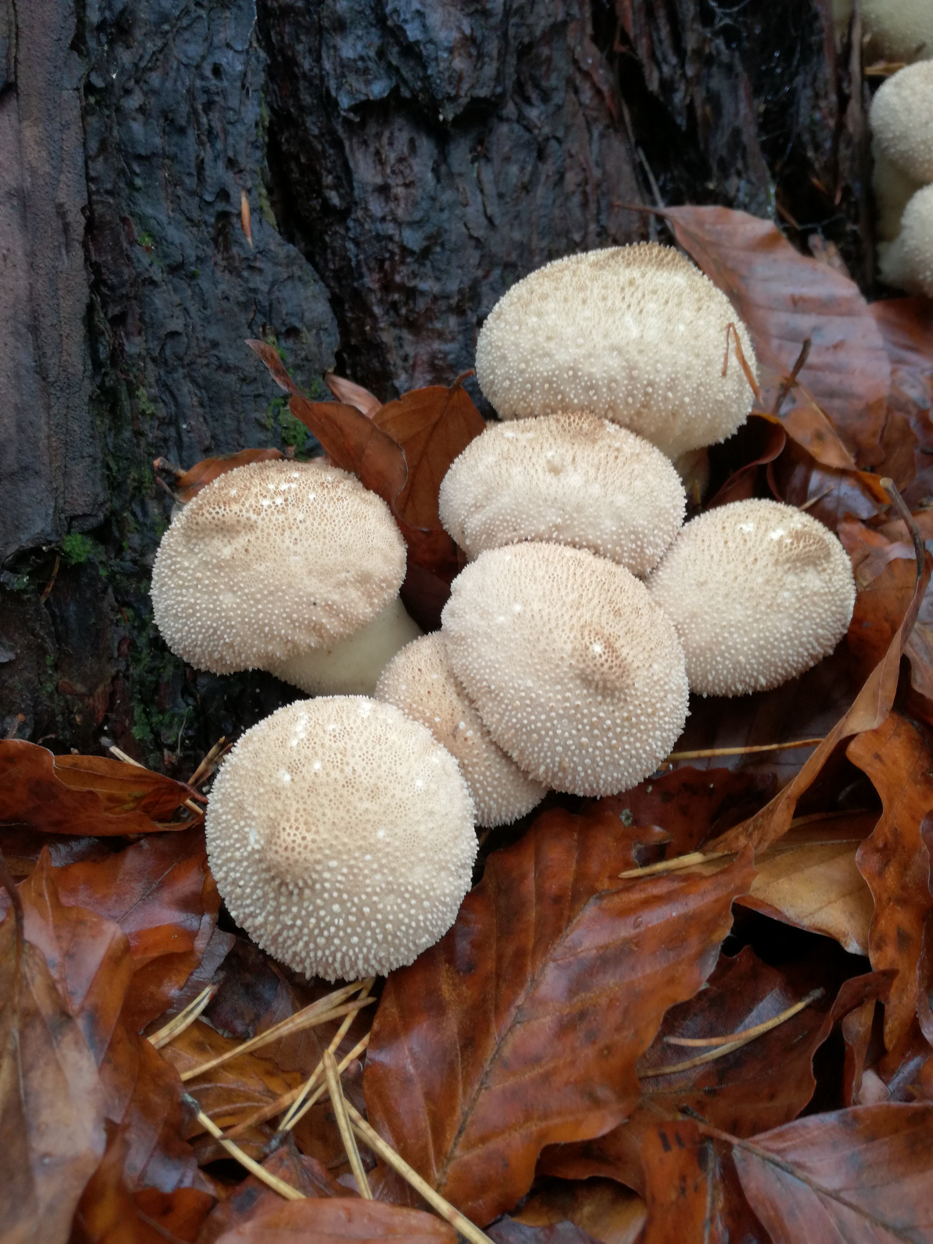 06112017234950 3293 art 245 img 20161107 140601