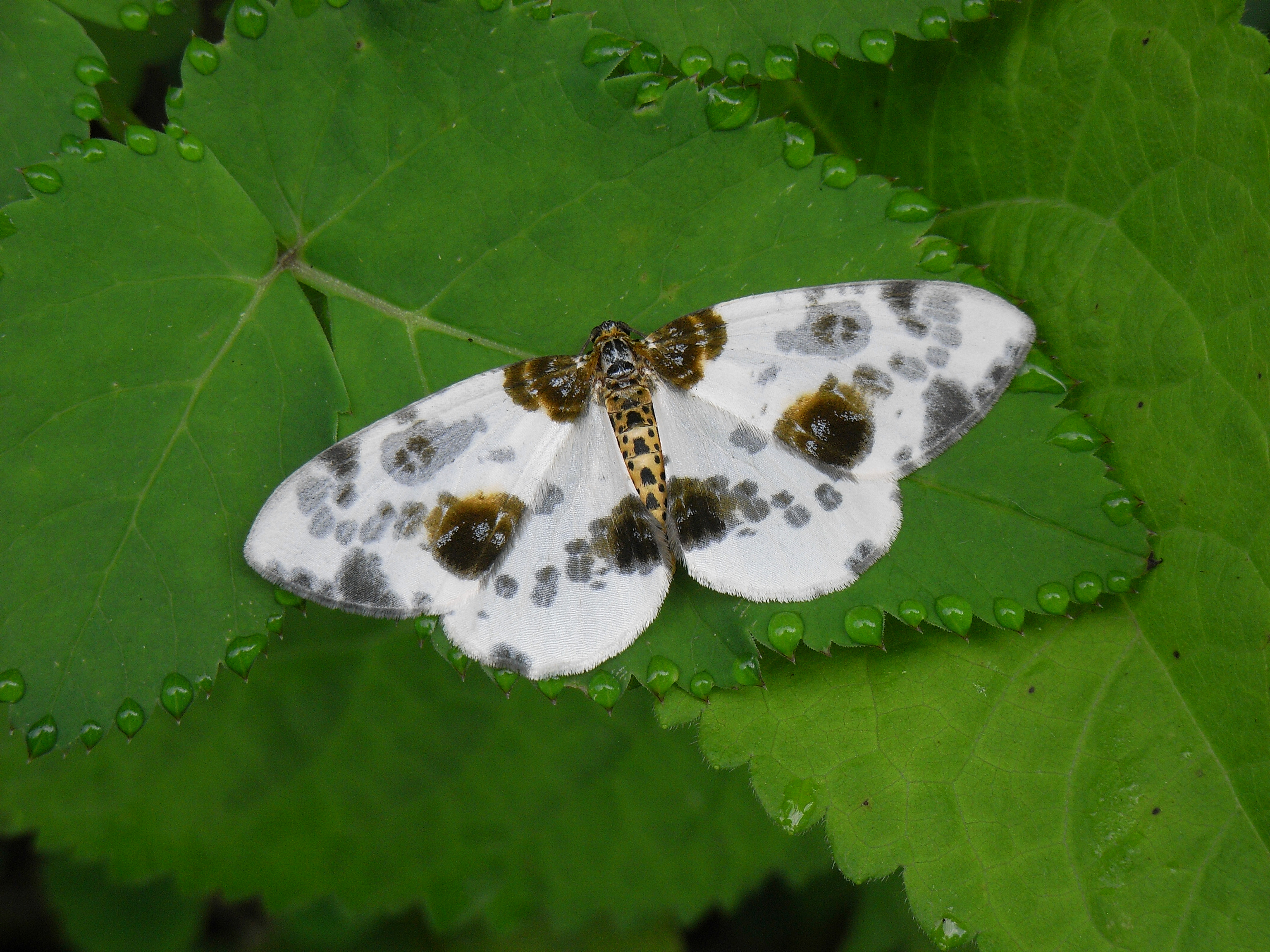 06122013125428 2222 art 443 abraxas sylvata 10