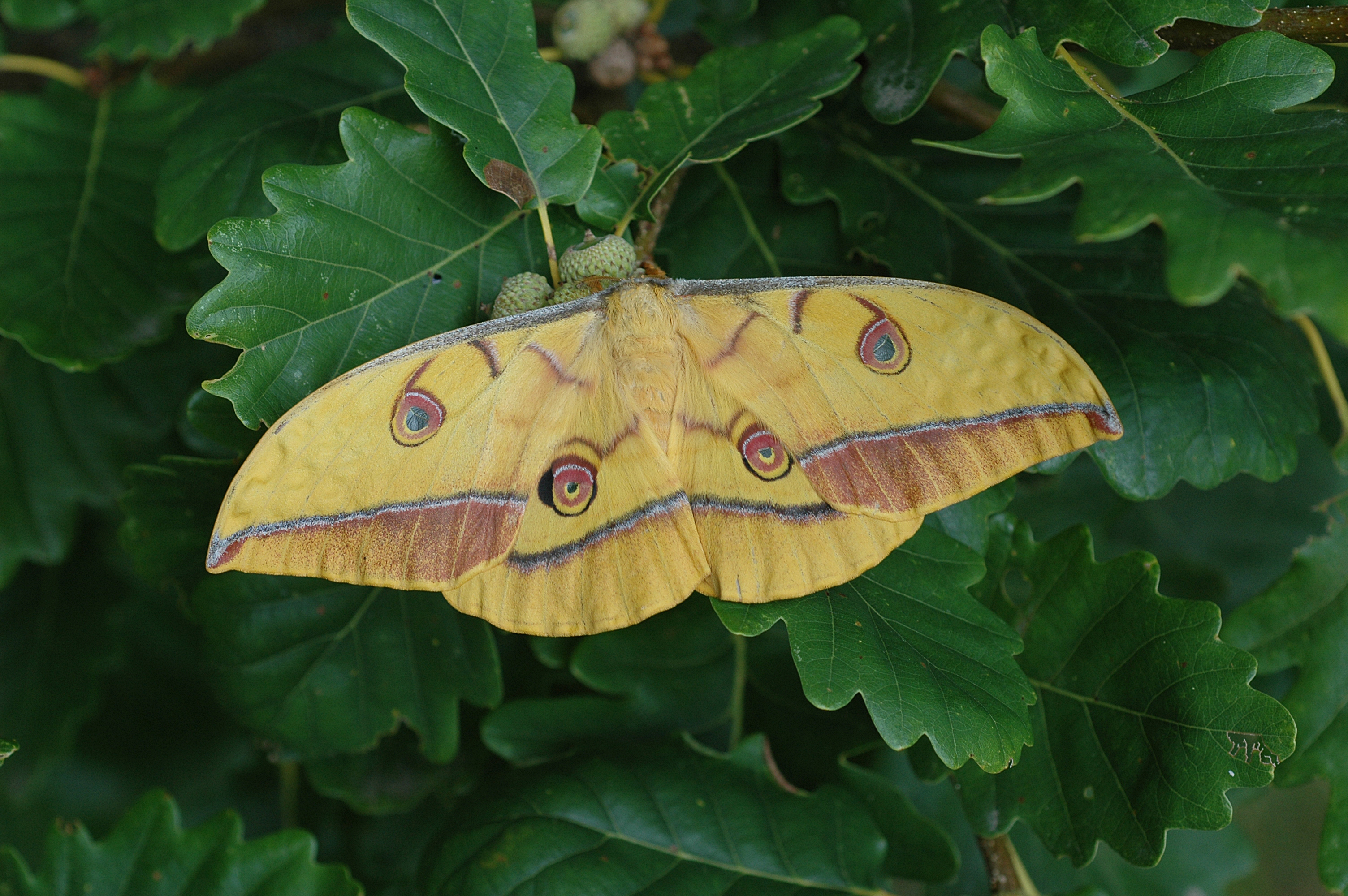 06122013125751 2224 art 286 anther yamamai mitteregg 3