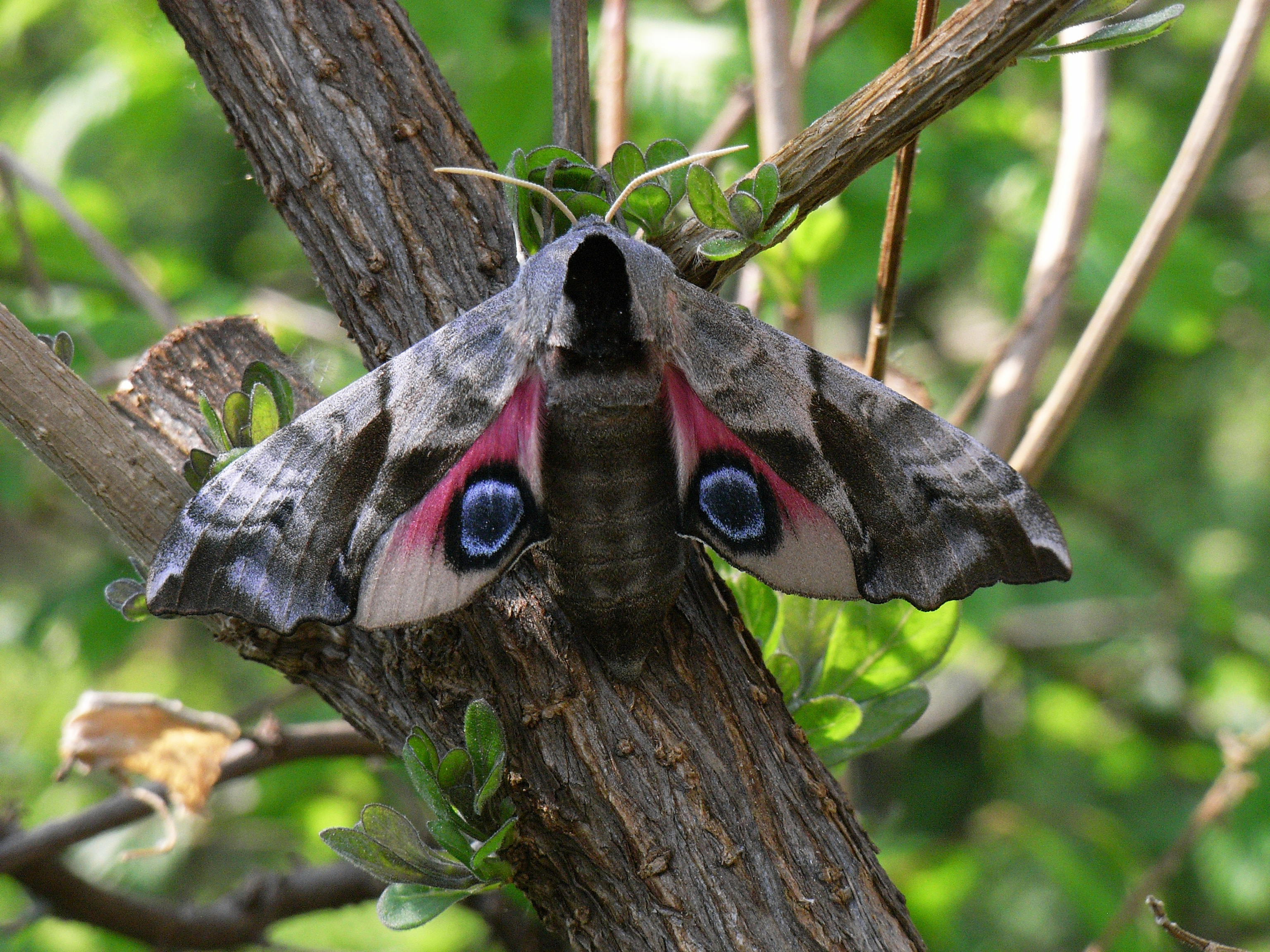 06122013130433 2227 art 290 smerinthus ocellata 11