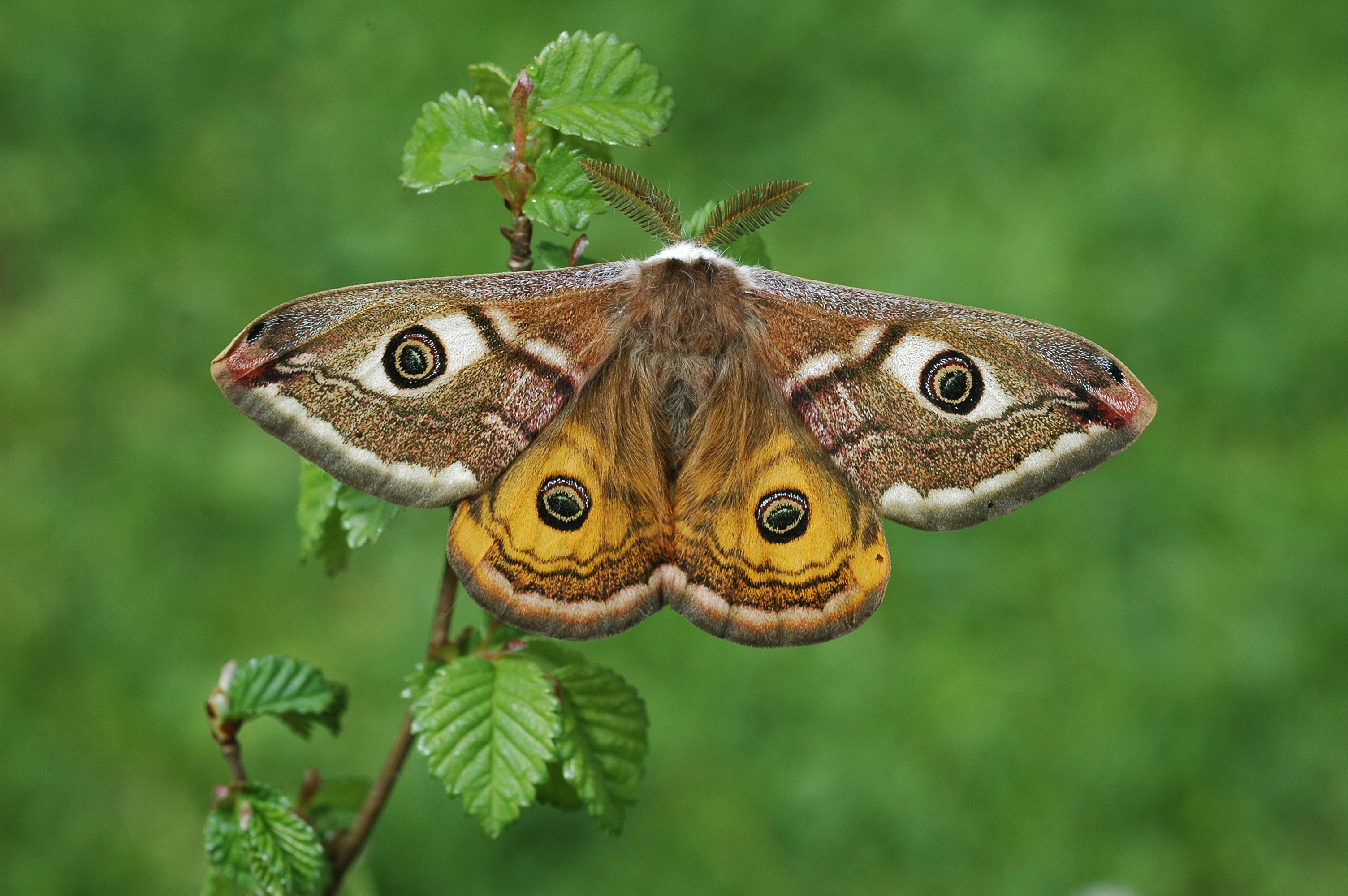 06122013130612 2228 art 293 saturnia pavoniella 19c