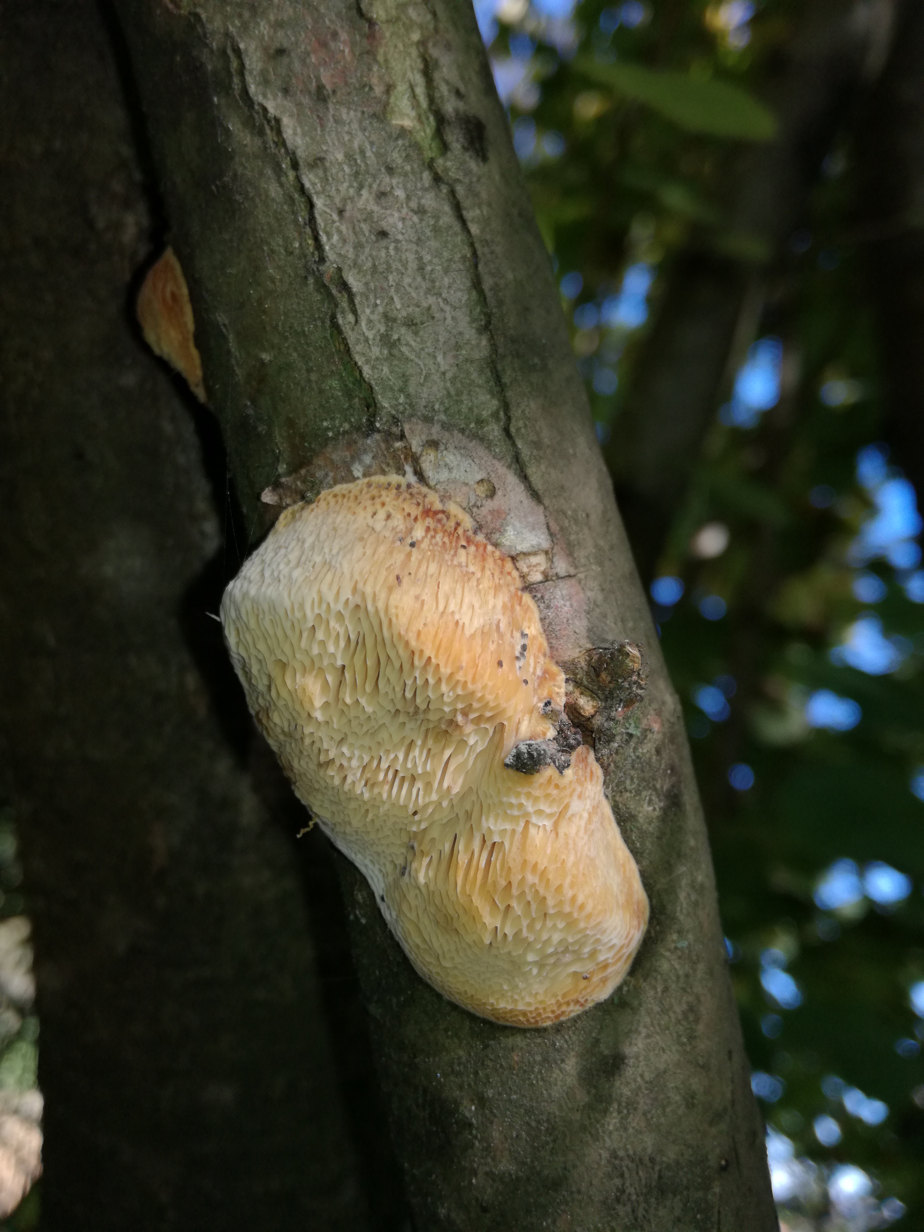 07032018141051 3479 art 2104 dichomitus campestris schwarzender astporling 1