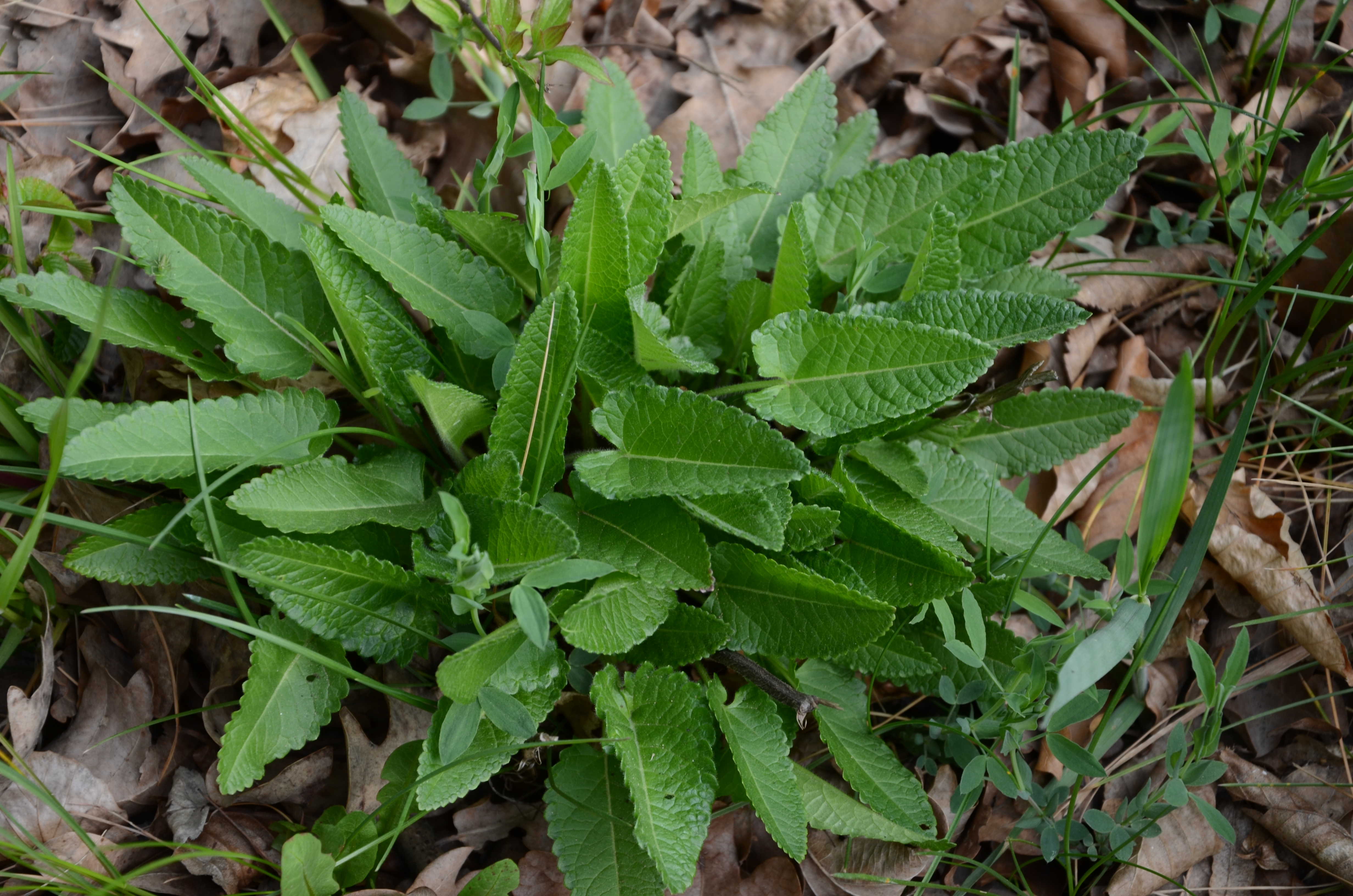 07042014101239 2280 art 342 dsc 3069