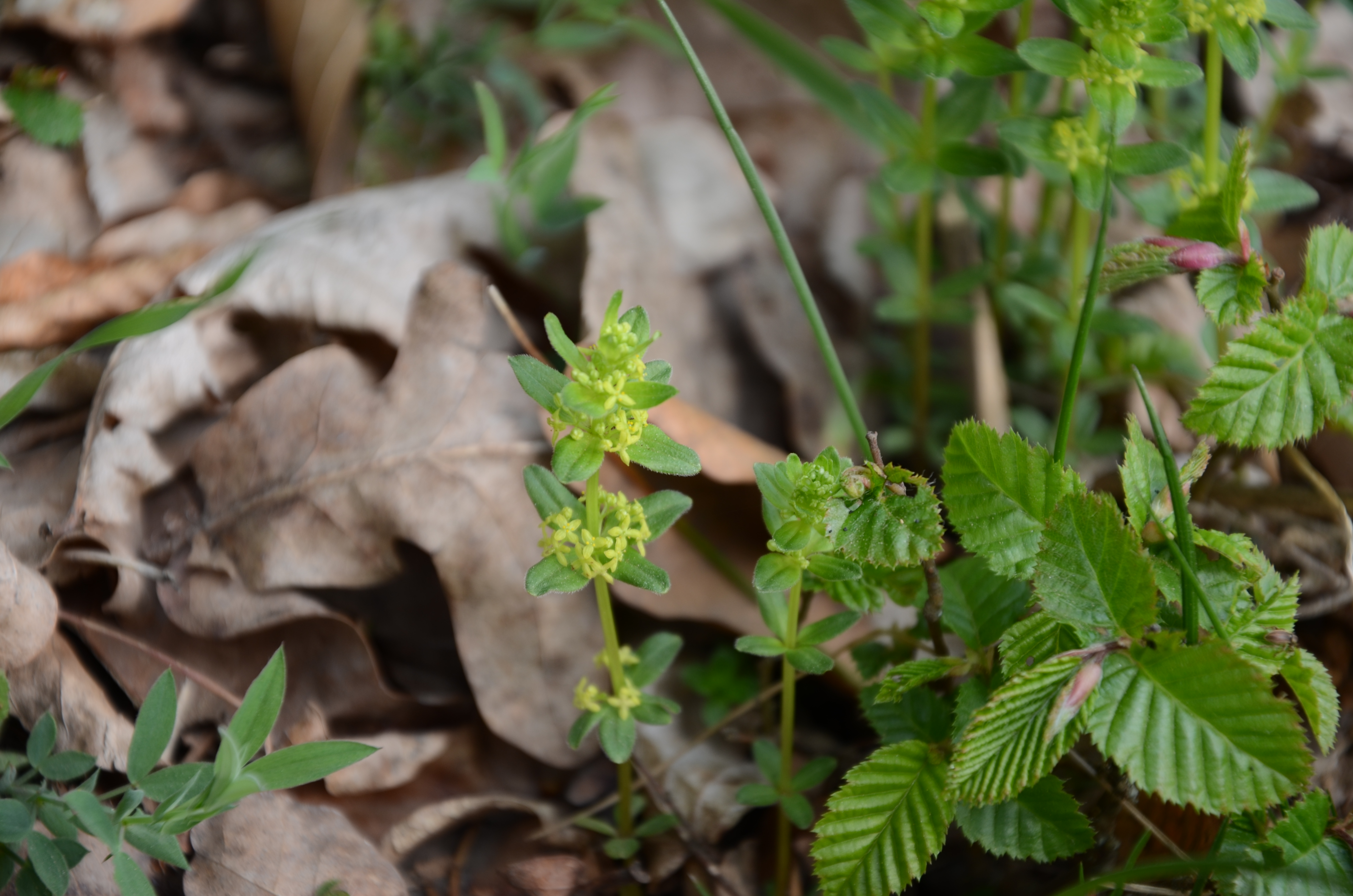 07042014102652 2281 art 1448 dsc 3070