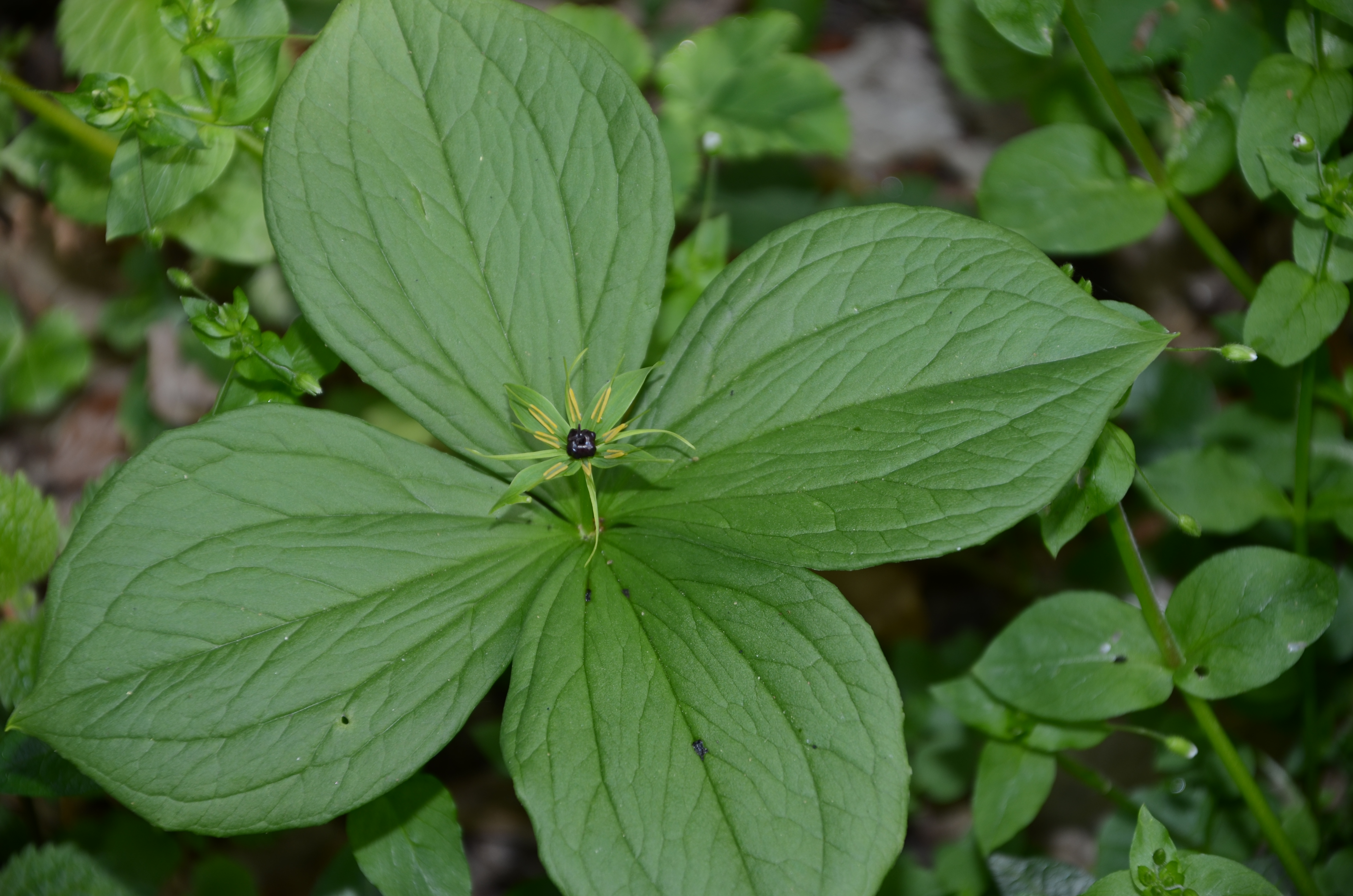 07042014121249 2287 art 1422 dsc 3131