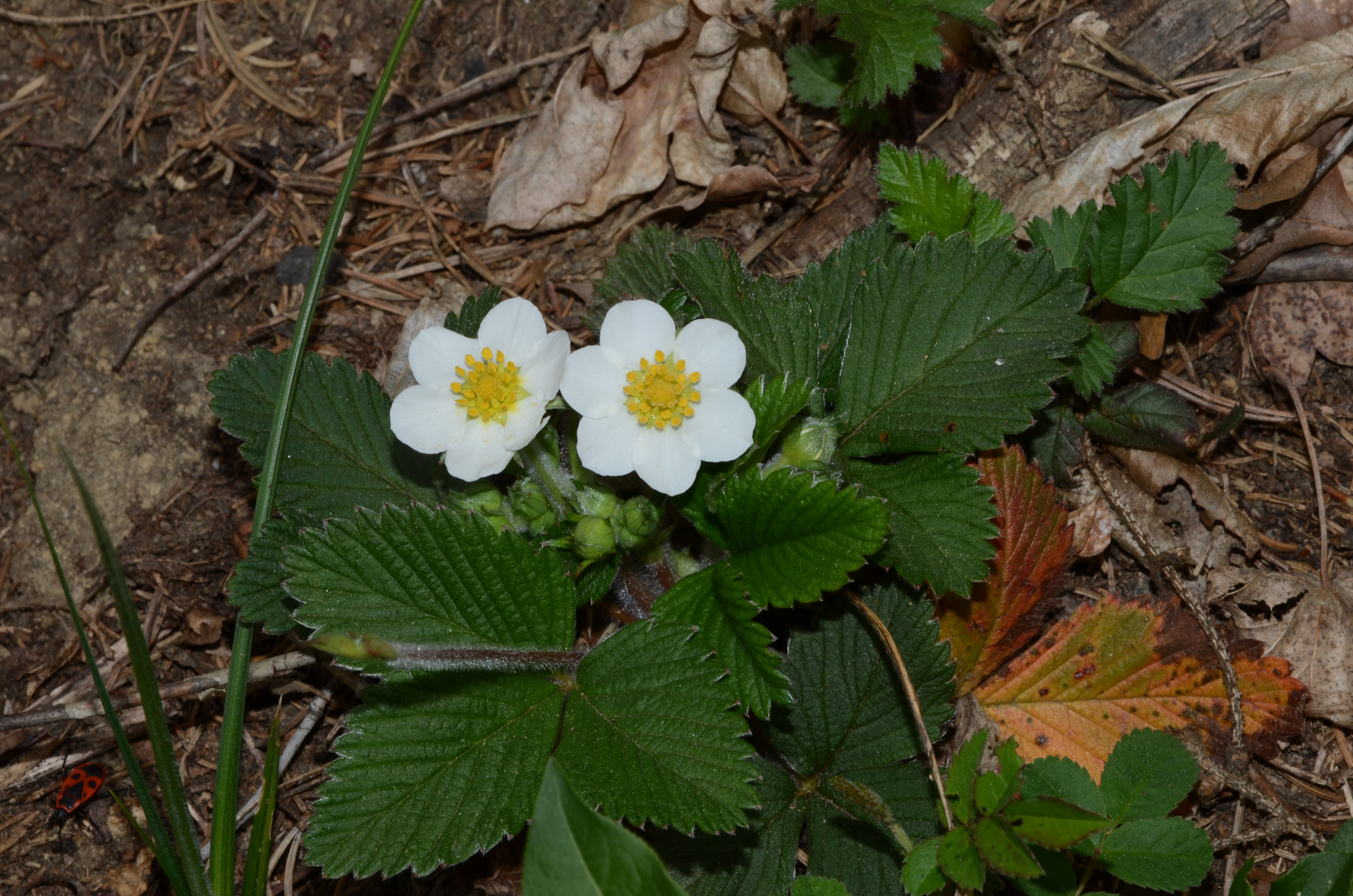 07042014122447 2288 art 1451 dsc 3091