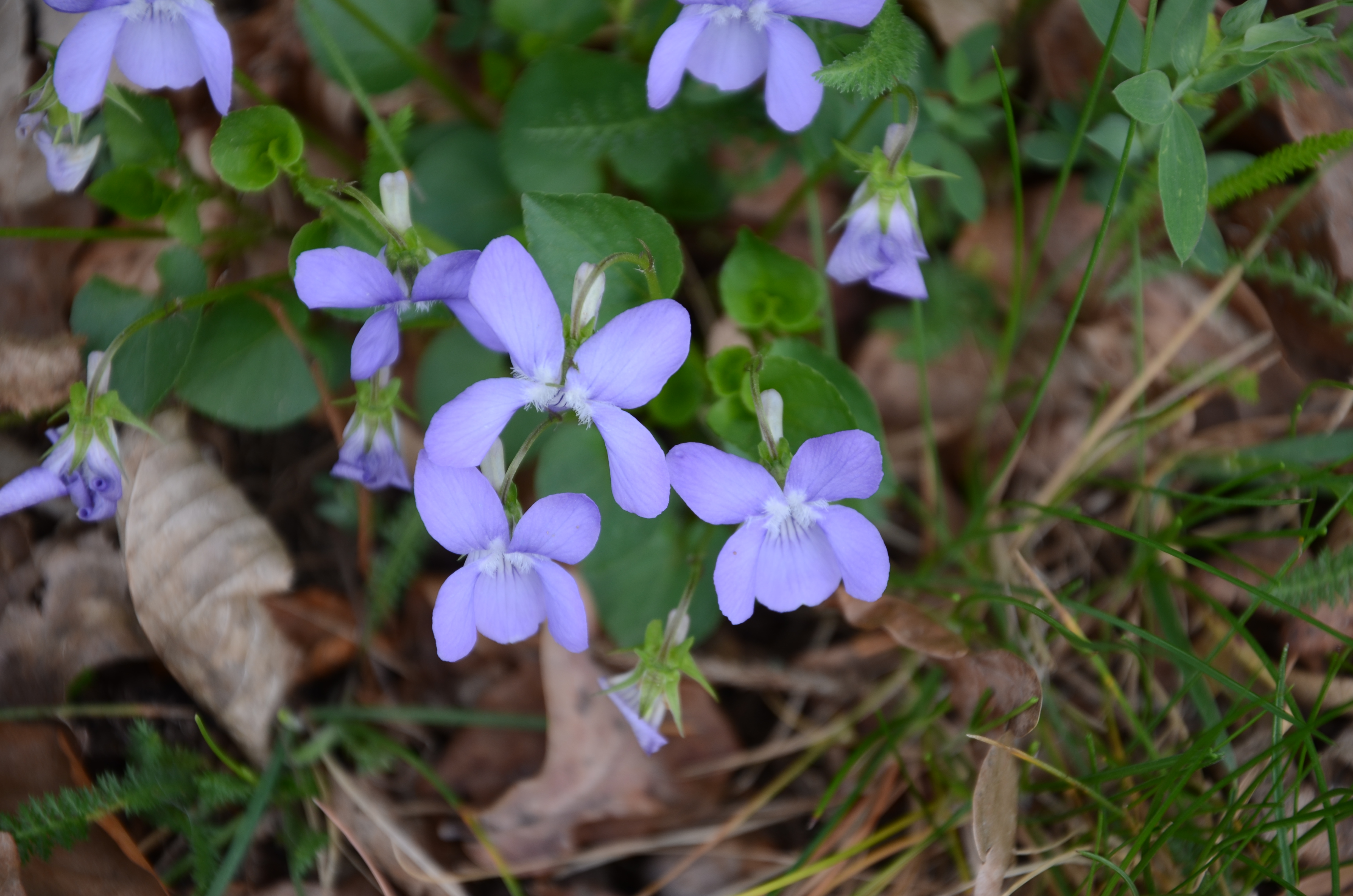 07042014125752 2289 art 303 dsc 3086