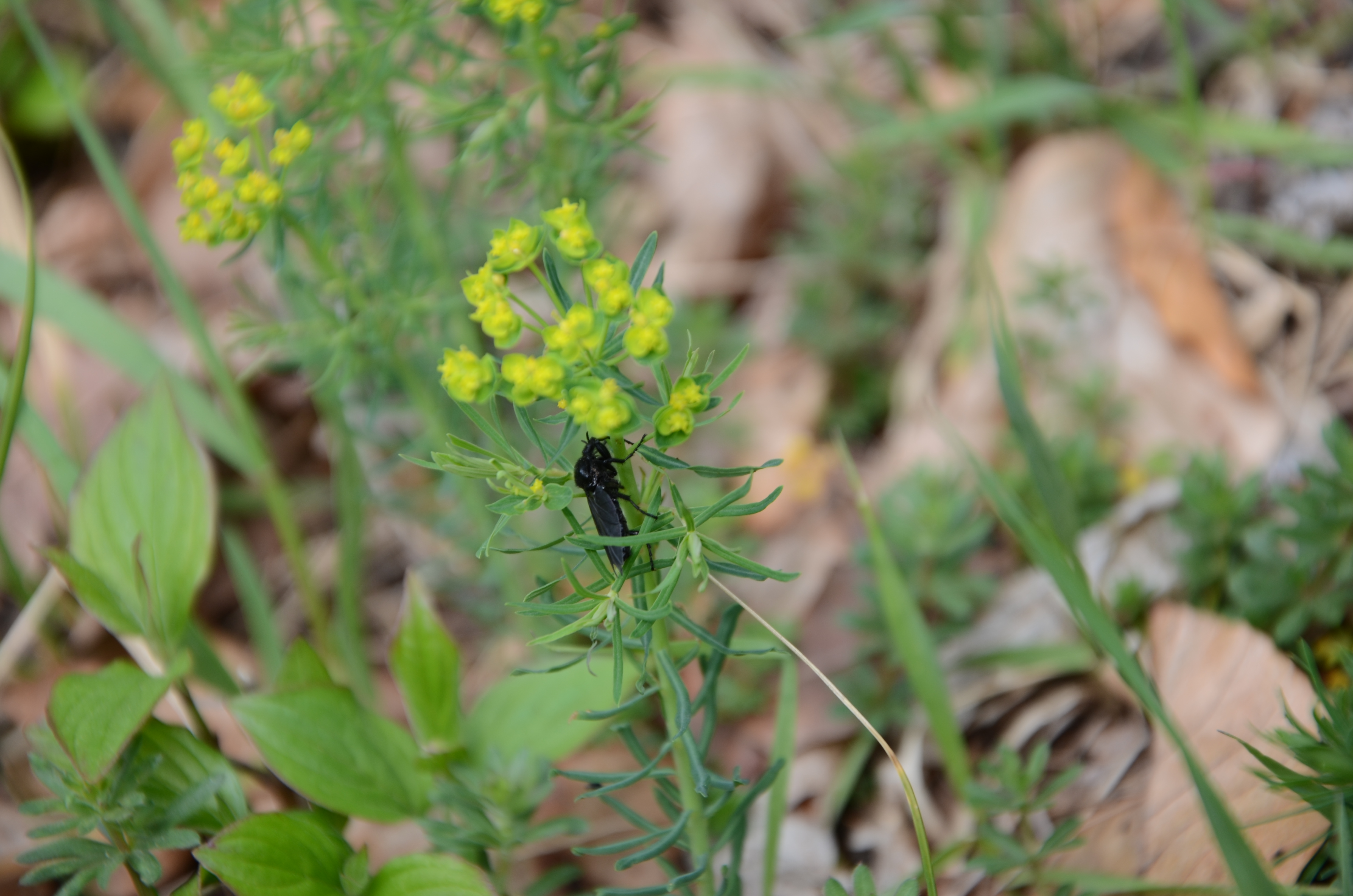 07042014131121 2290 art 1452 dsc 3088