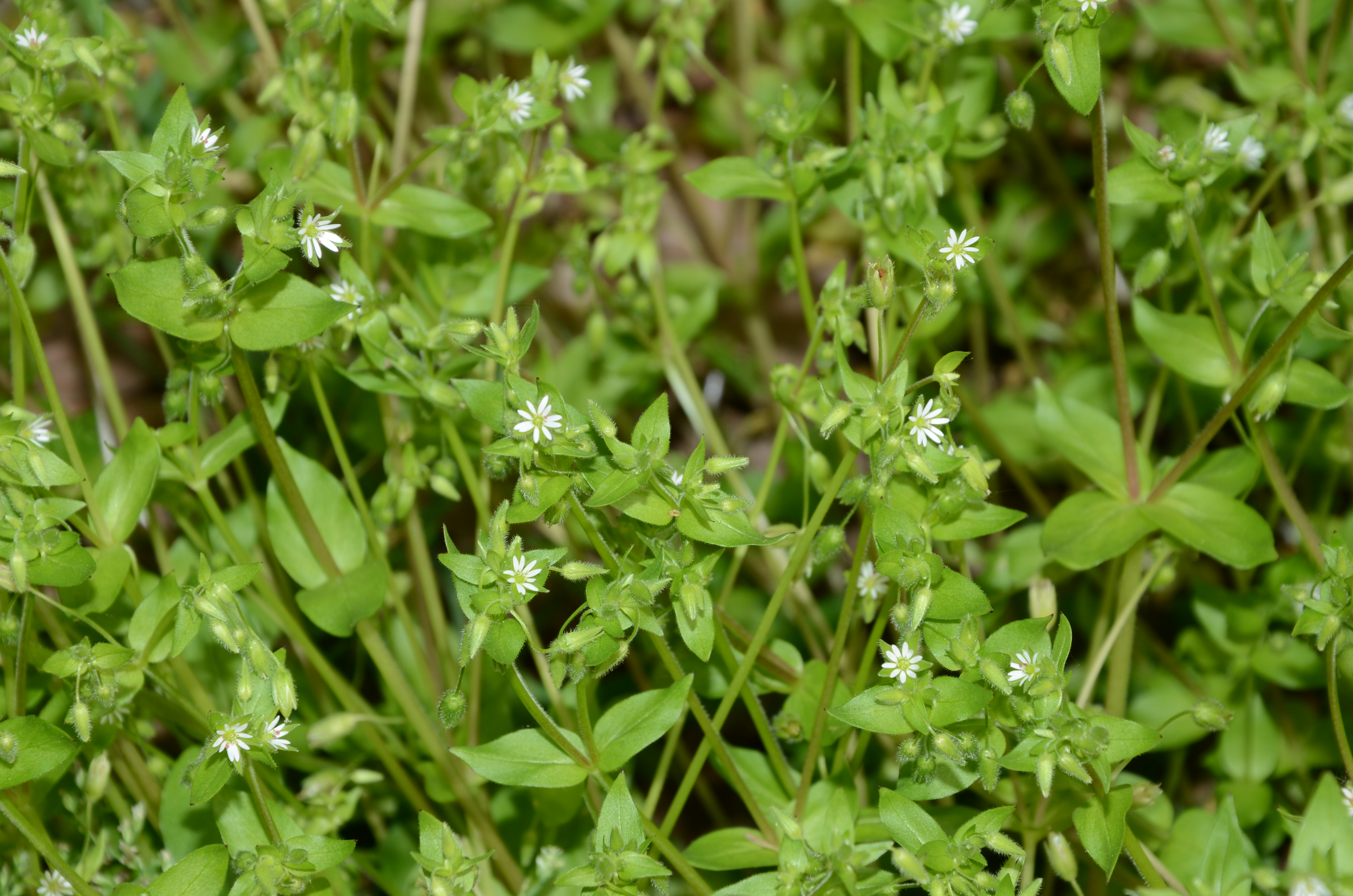 07042014131657 2291 art 1331 dsc 3102