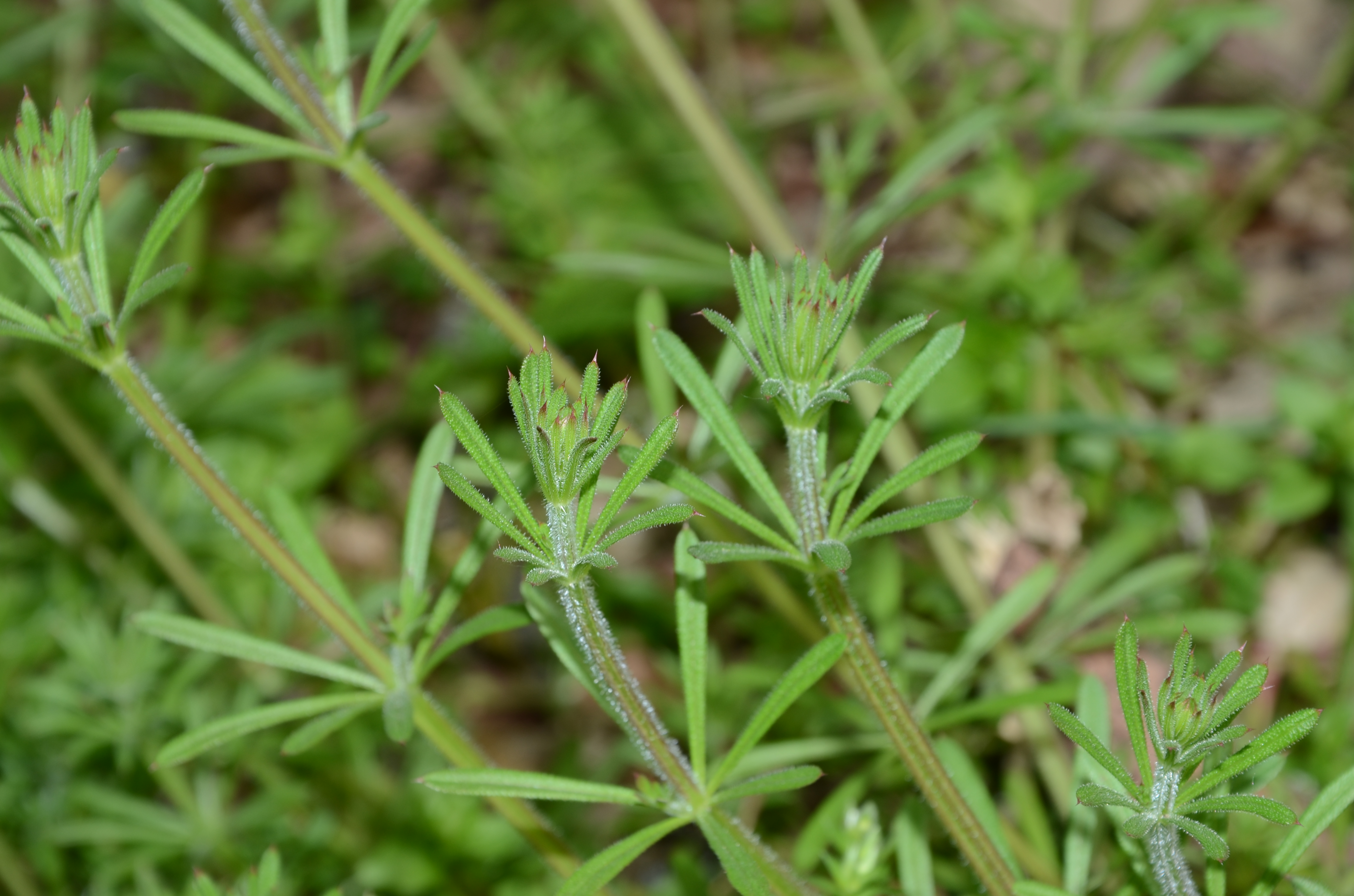 07042014132256 2292 art 302 dsc 3103