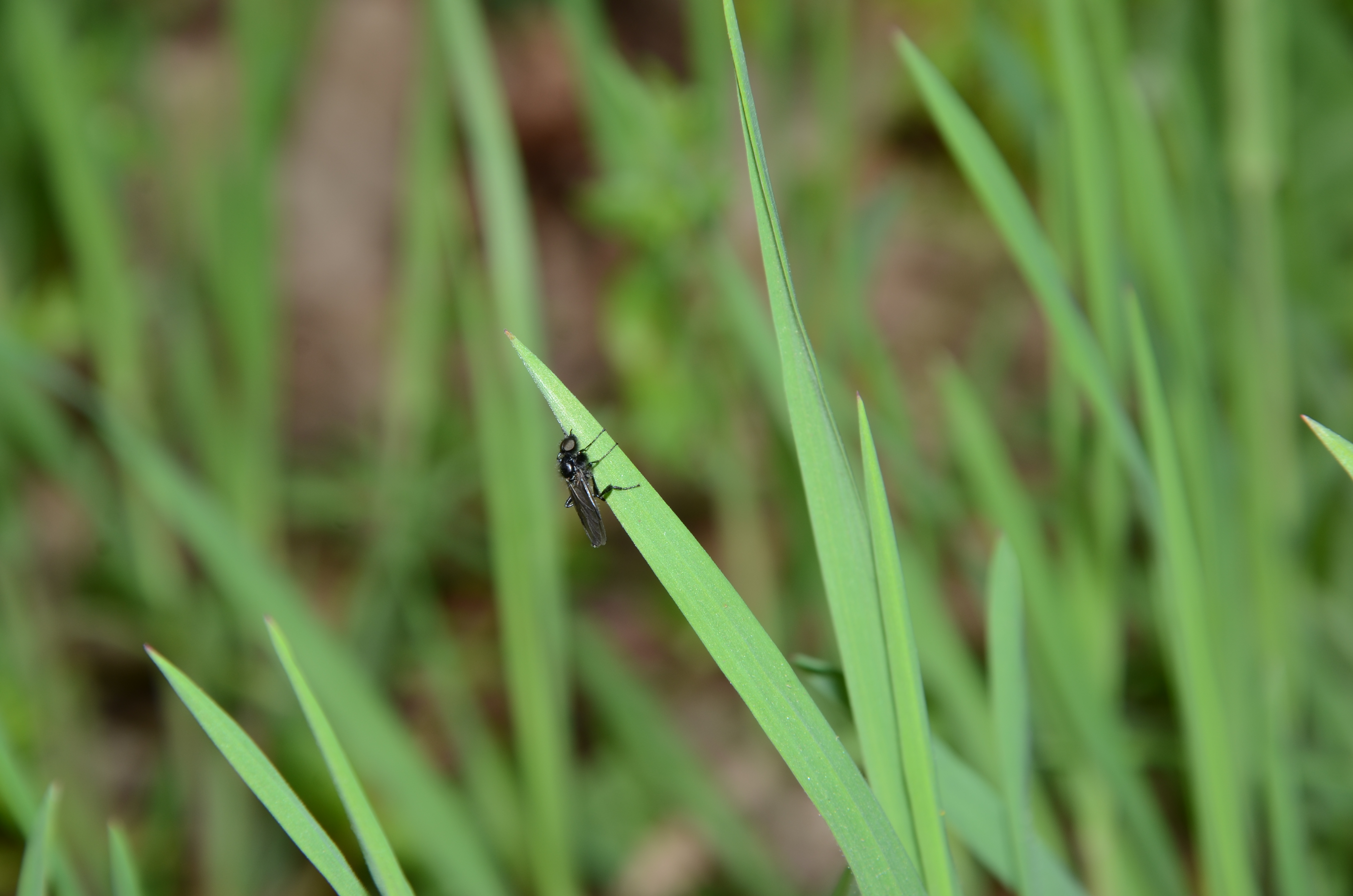 07042014132612 2293 art 1452 dsc 3105