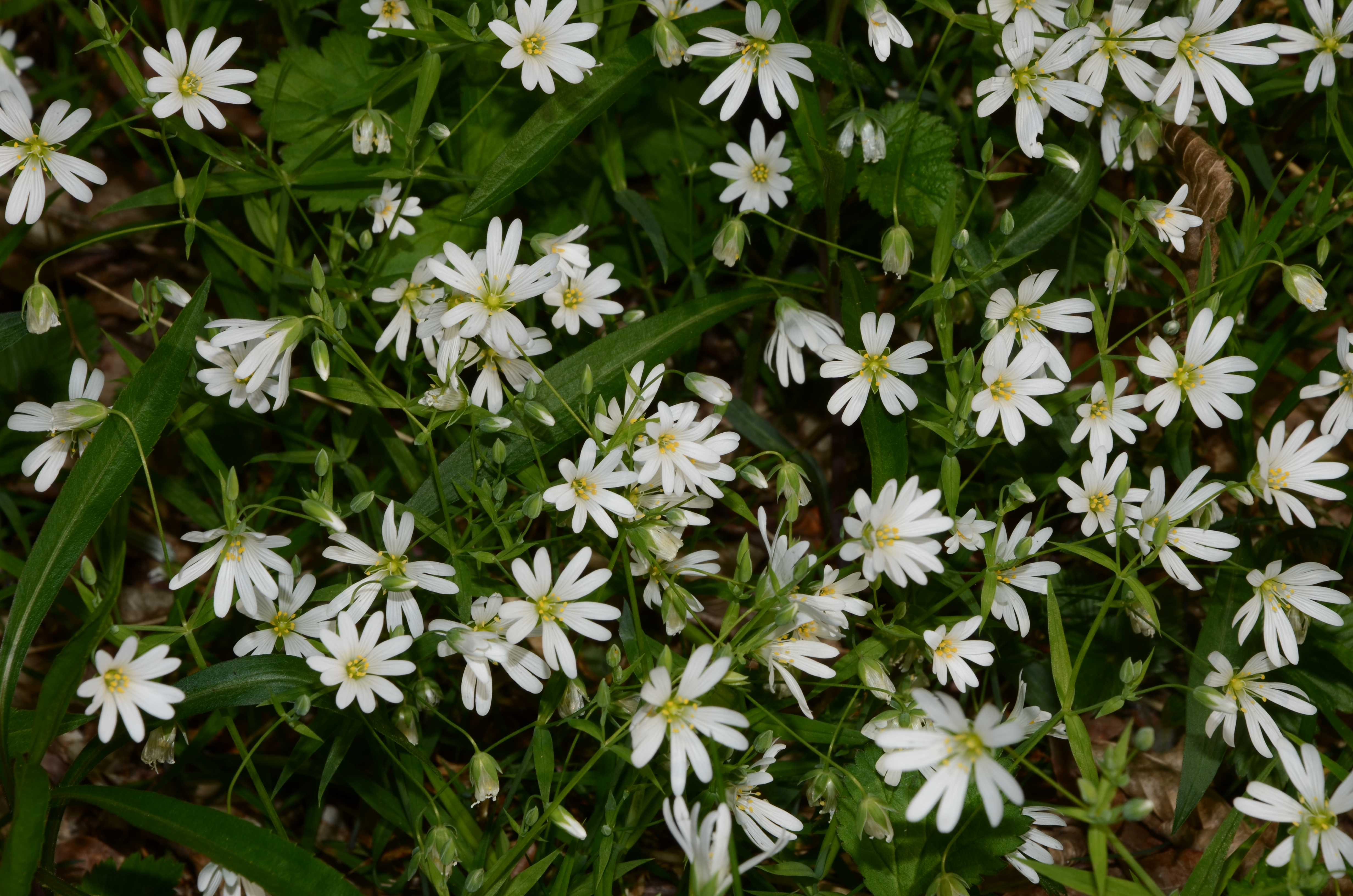 07042014133414 2294 art 701 dsc 3118