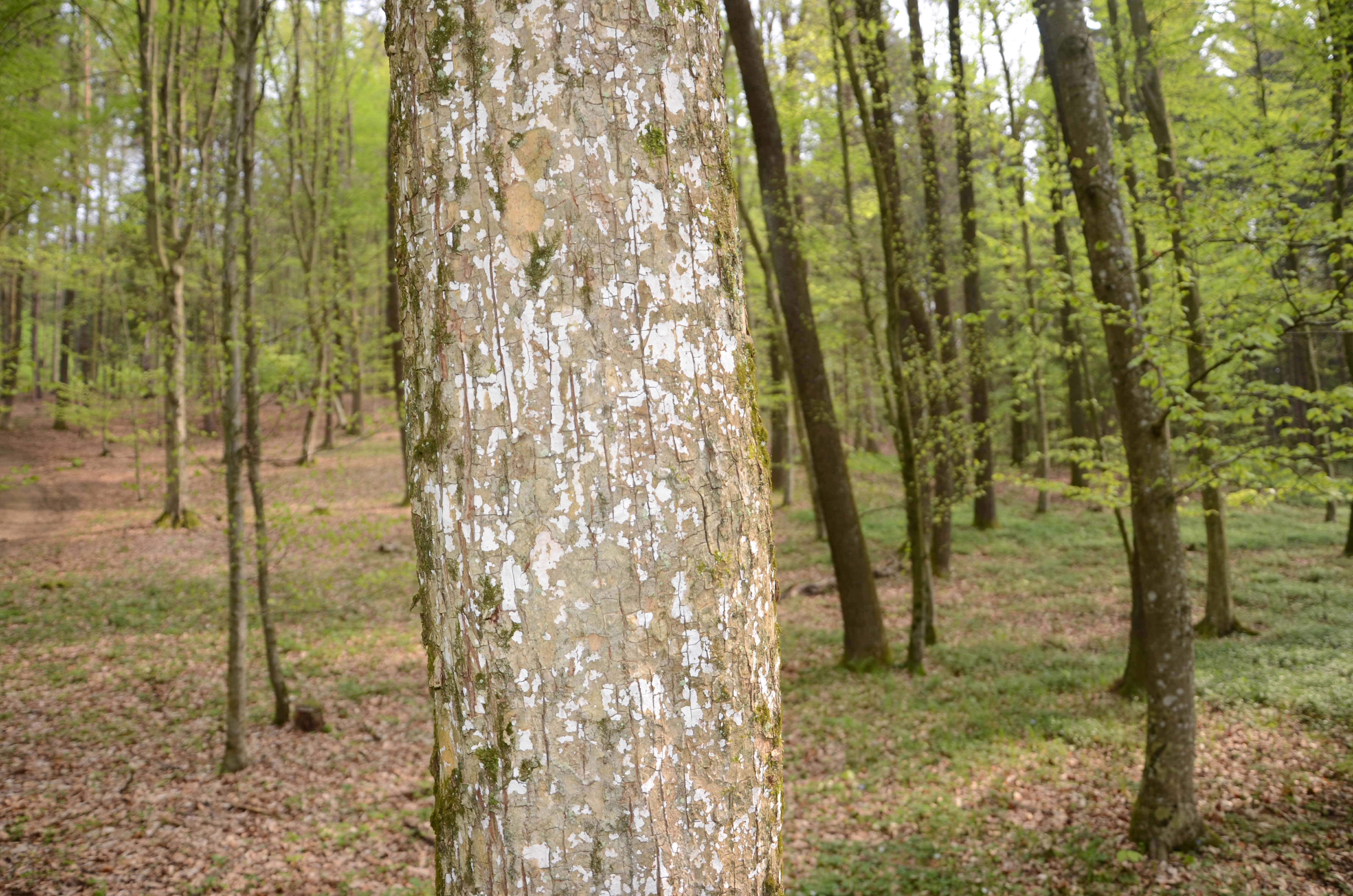 07042014133945 2295 art 389 dsc 3126