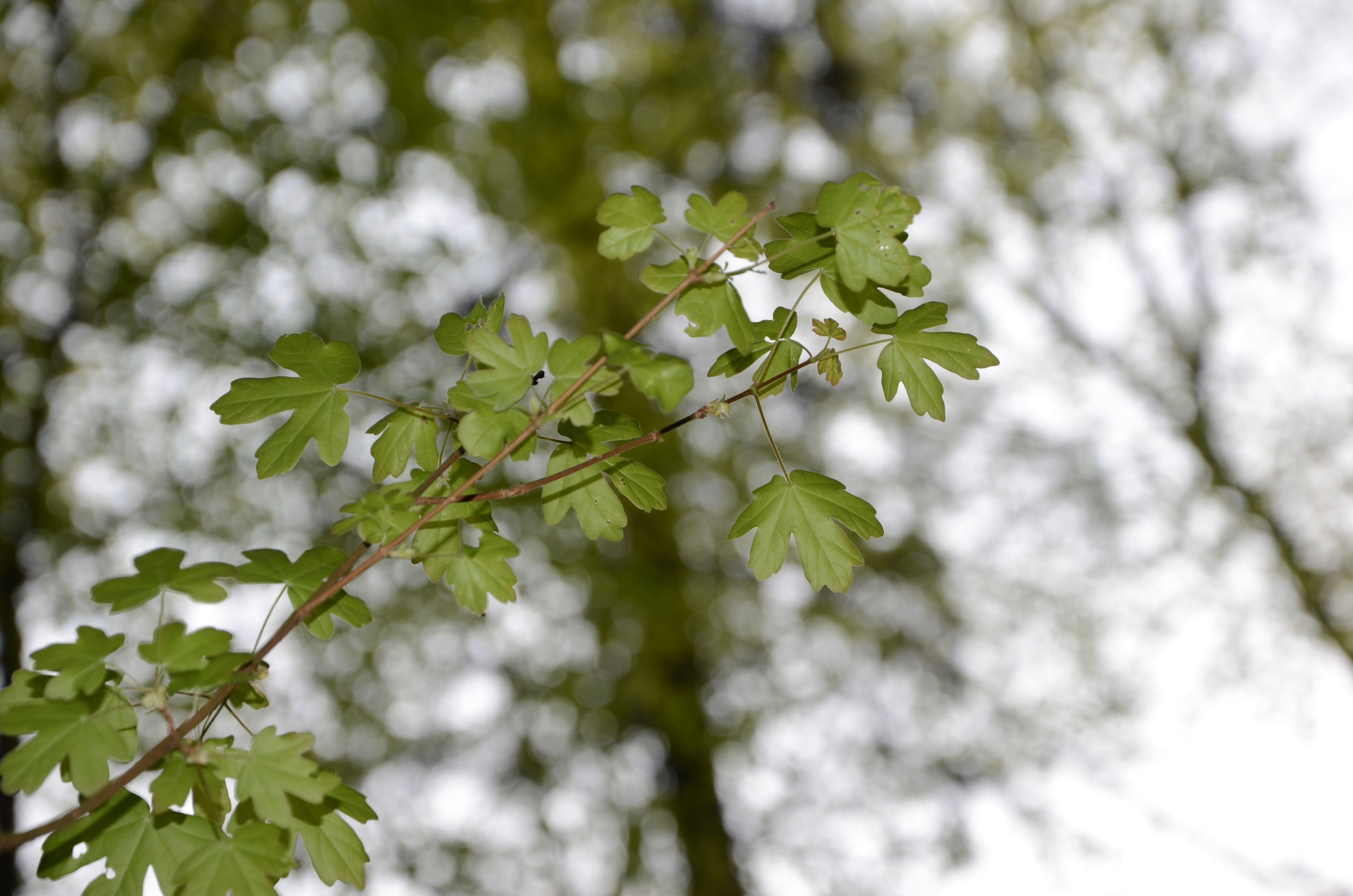 07042014134145 2296 art 389 dsc 3125