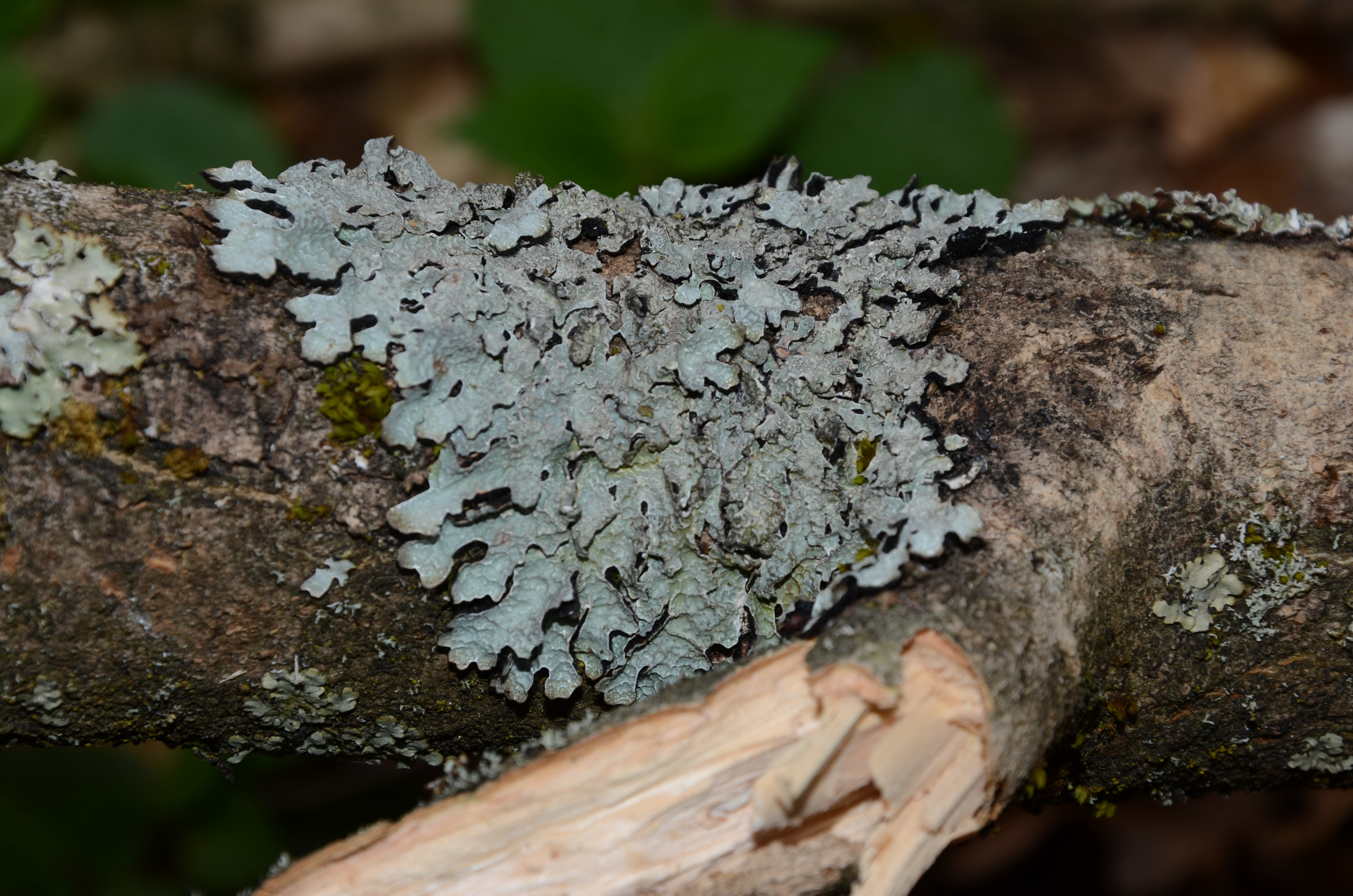 07042014145827 2297 art 1453 dsc 3127