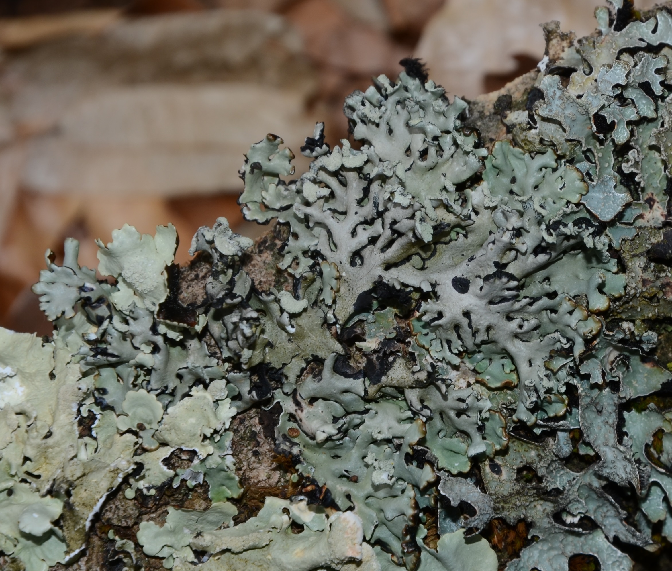 07042014150151 2298 art 83 hypogymnia physodes