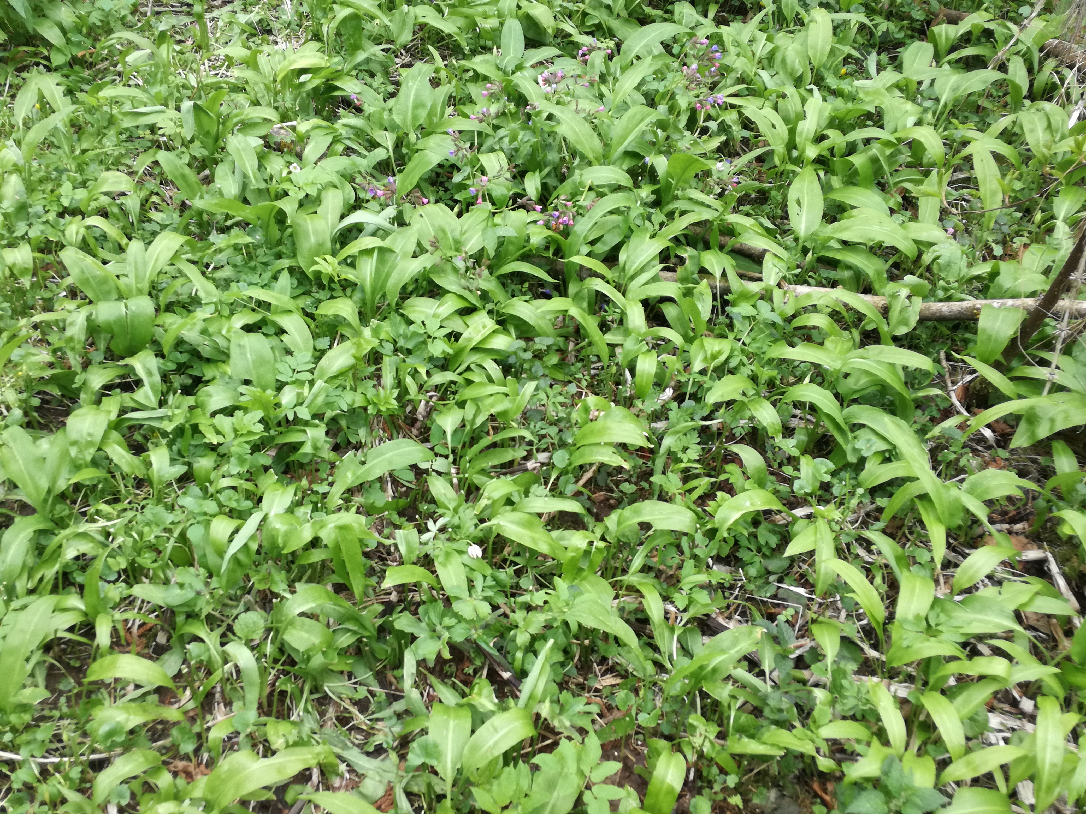 07042018173004 3497 art 2110 img 20180407 161428 allium ursinum 1