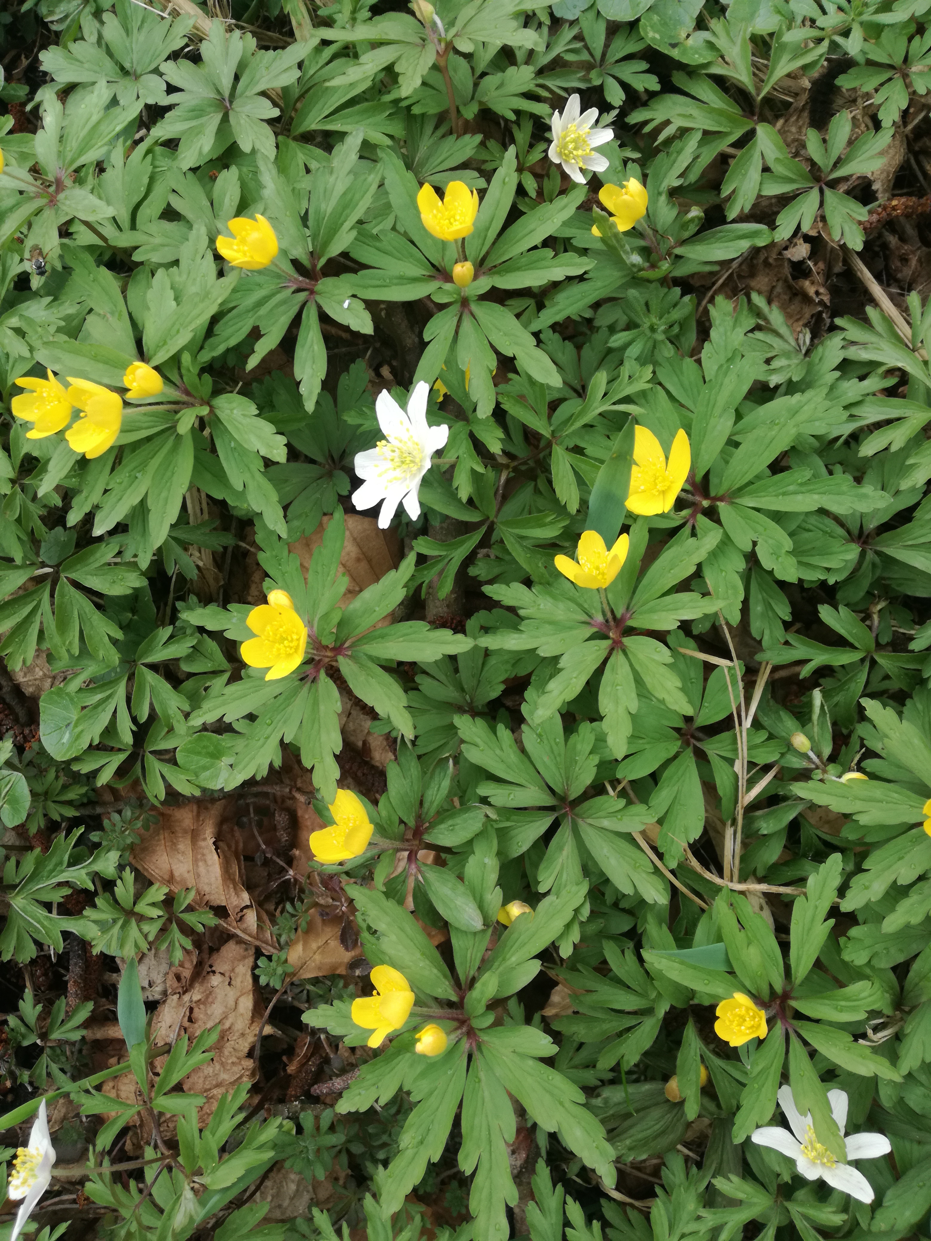 07042018173136 3498 art 1424 img 20180405 141619 anemone ranunculoides 2