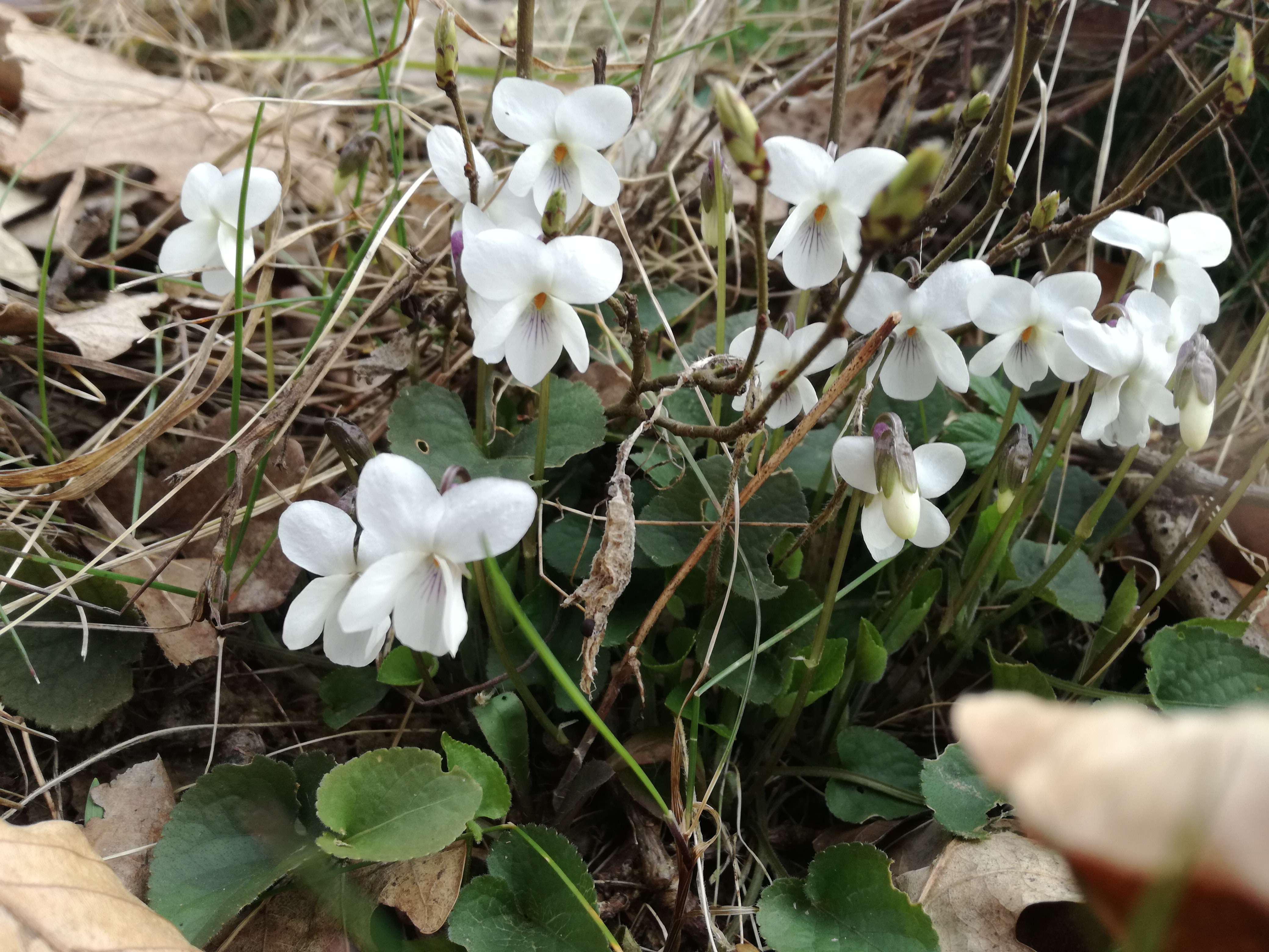 07042018173254 3499 art 886 img 20180404 120340 viola alba 4