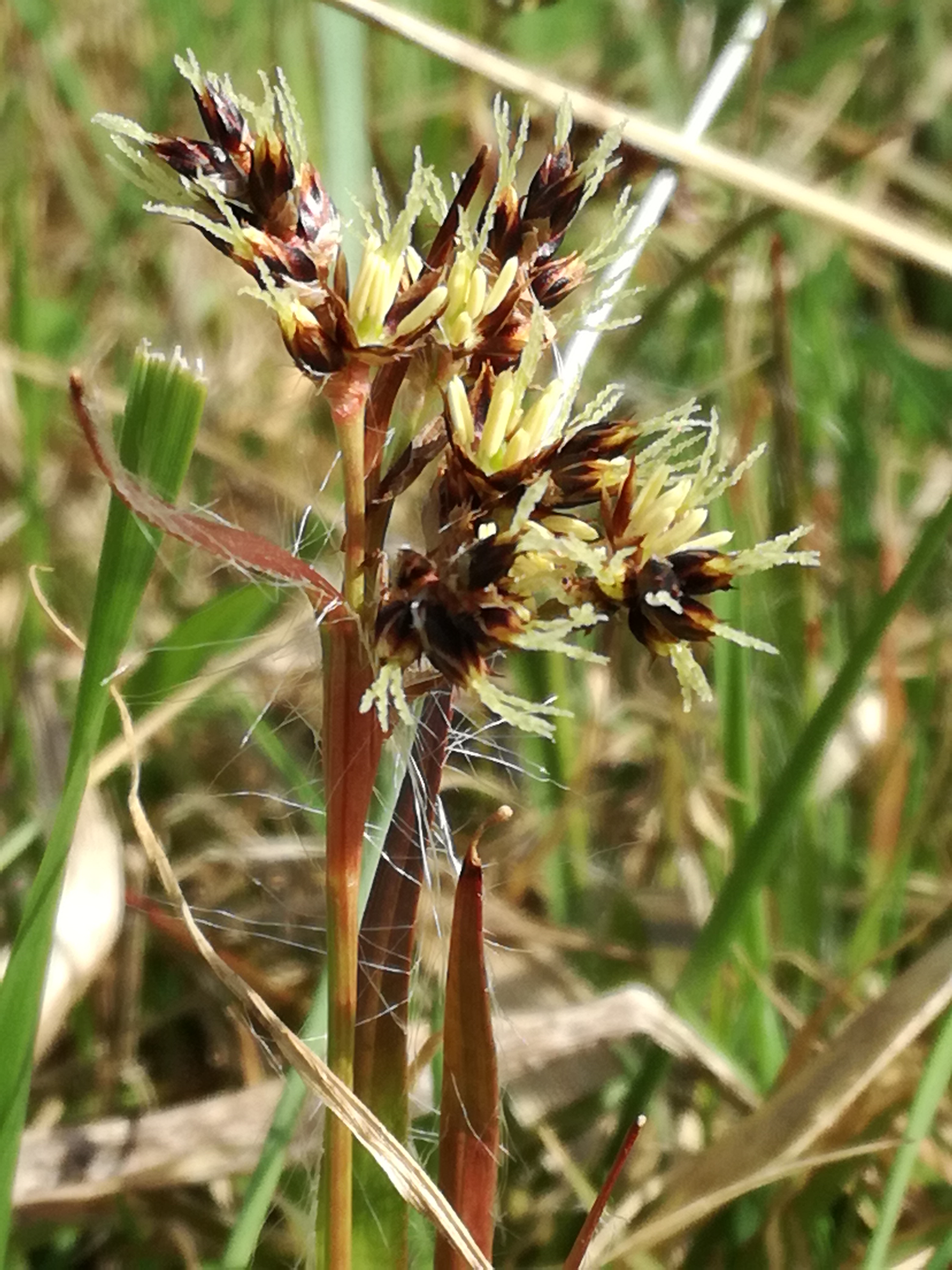 07042018174001 3500 art 544 img 20180405 103530 luzula campestris 1