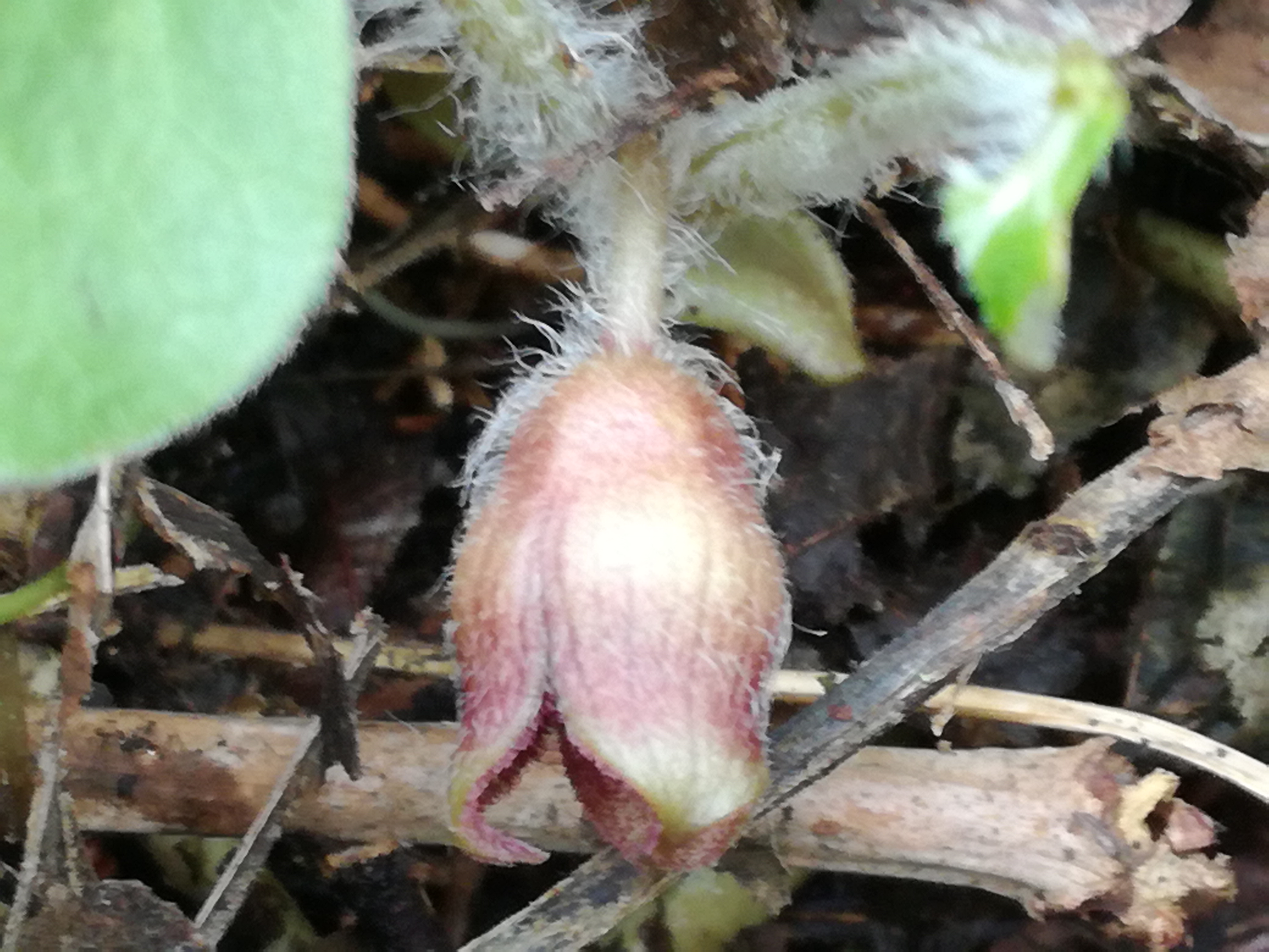 07042018174538 3502 art 490 img 20180407 152646 asarum europaeum 4