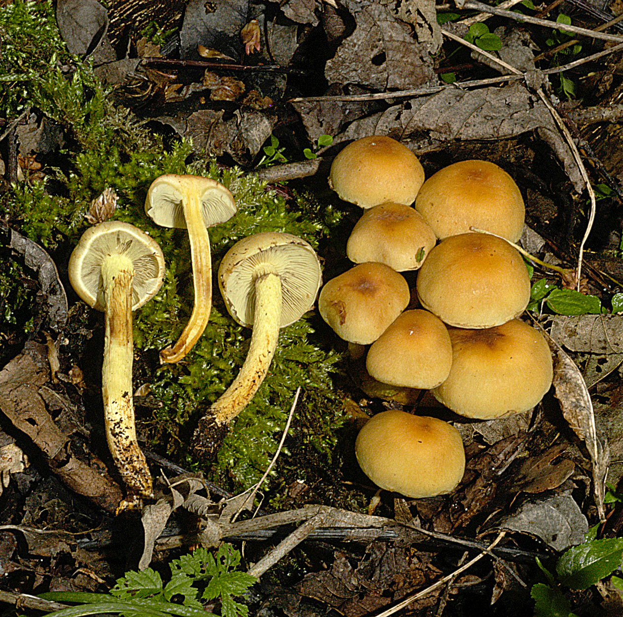 07052013081211 262 art 291 hyp fasciculare 4895 50 kopie