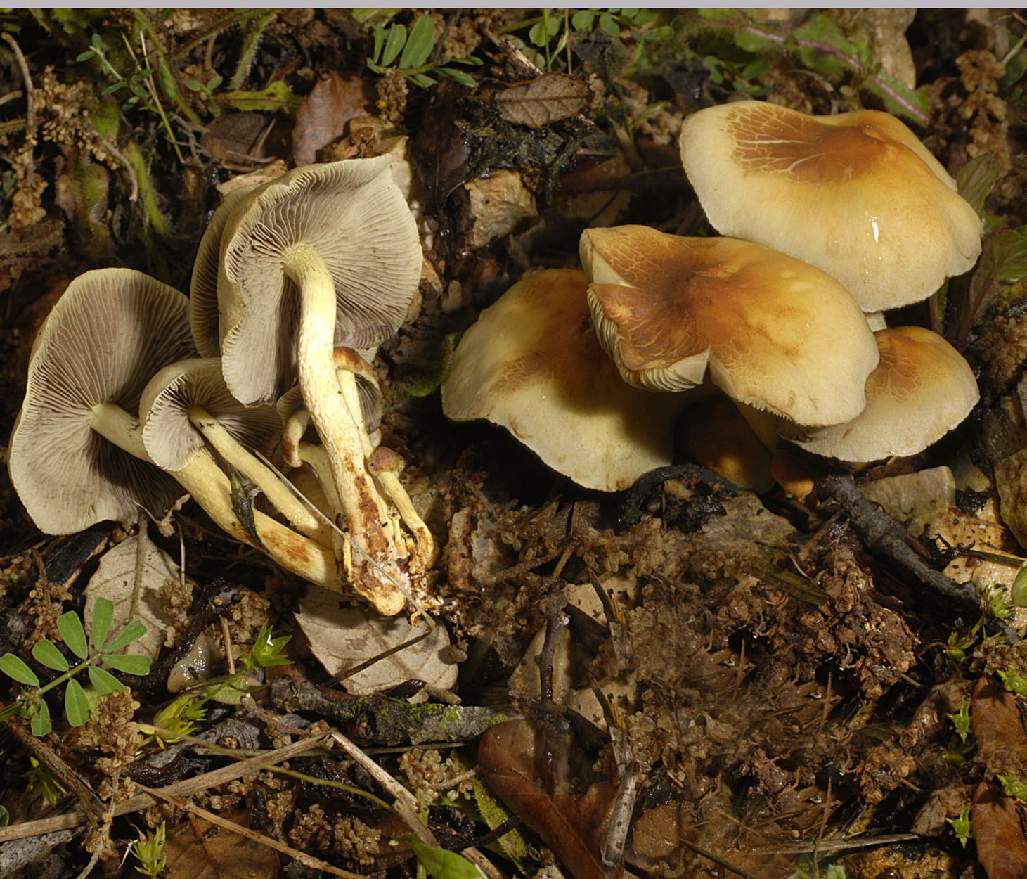 07052013082103 263 art 292 hyp capnoides 5757 19 kopie