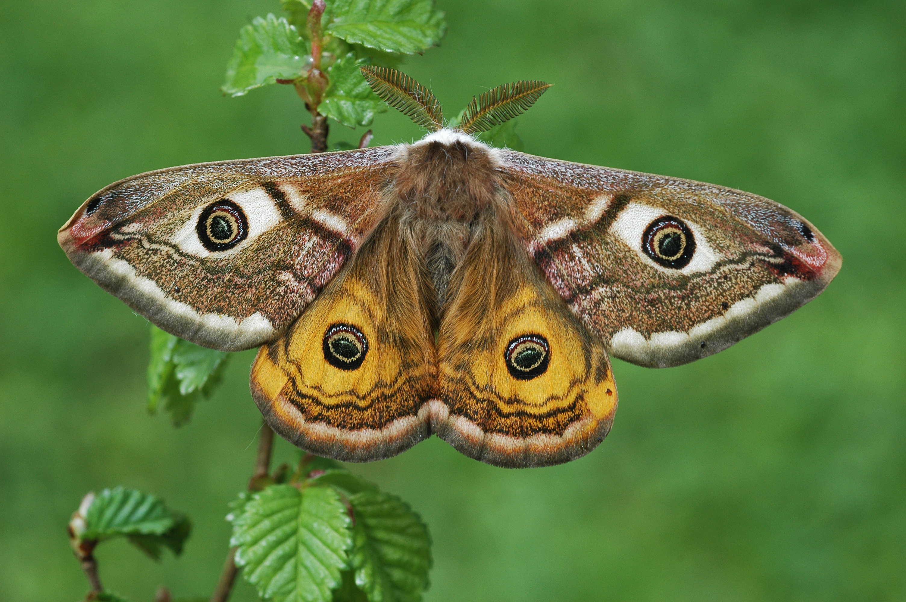 07052013105400 264 art 293 saturnia pavoniella 21a