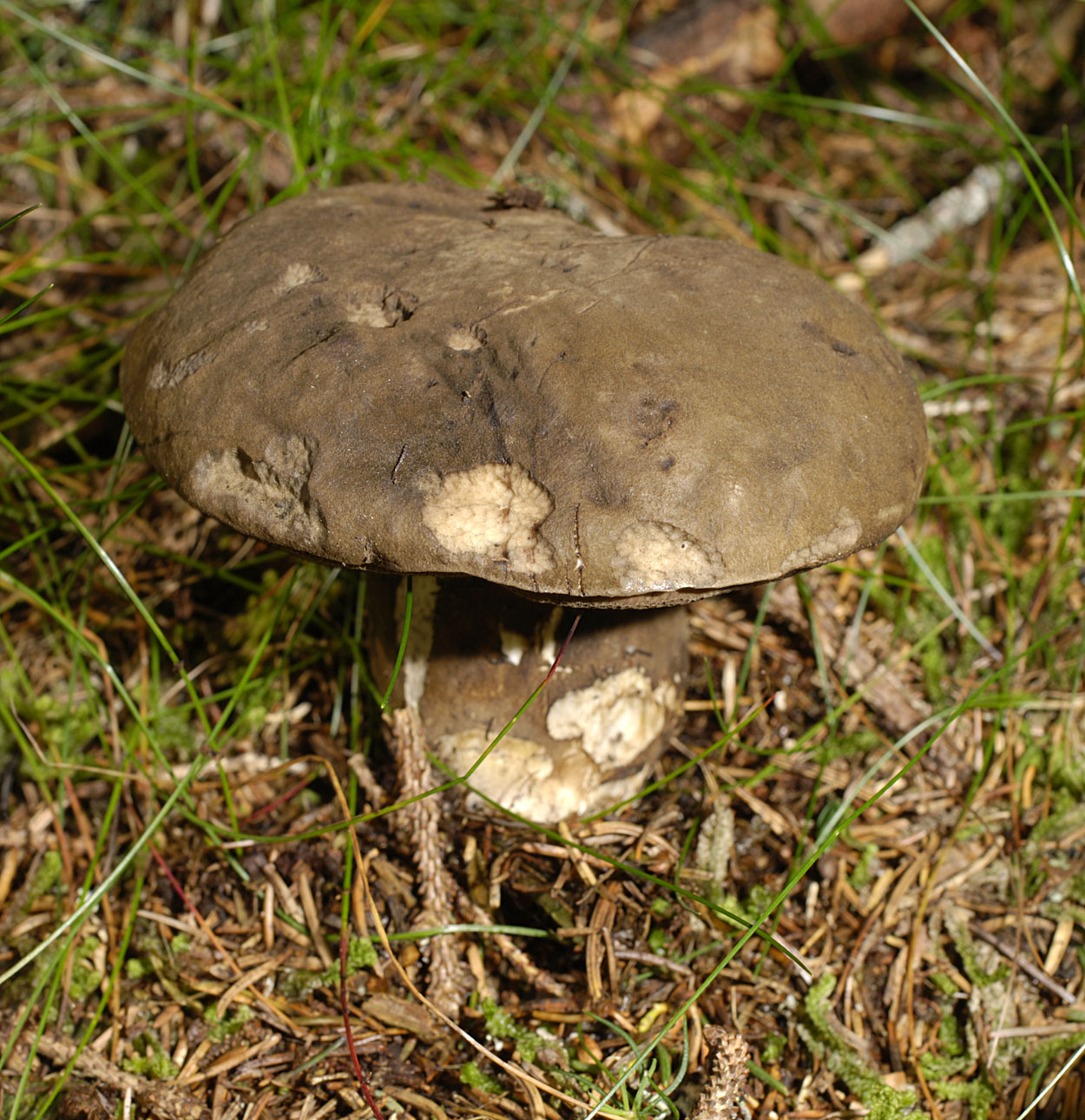 07052013112647 267 art 294 por porphyrosporus 5781 29 kopie