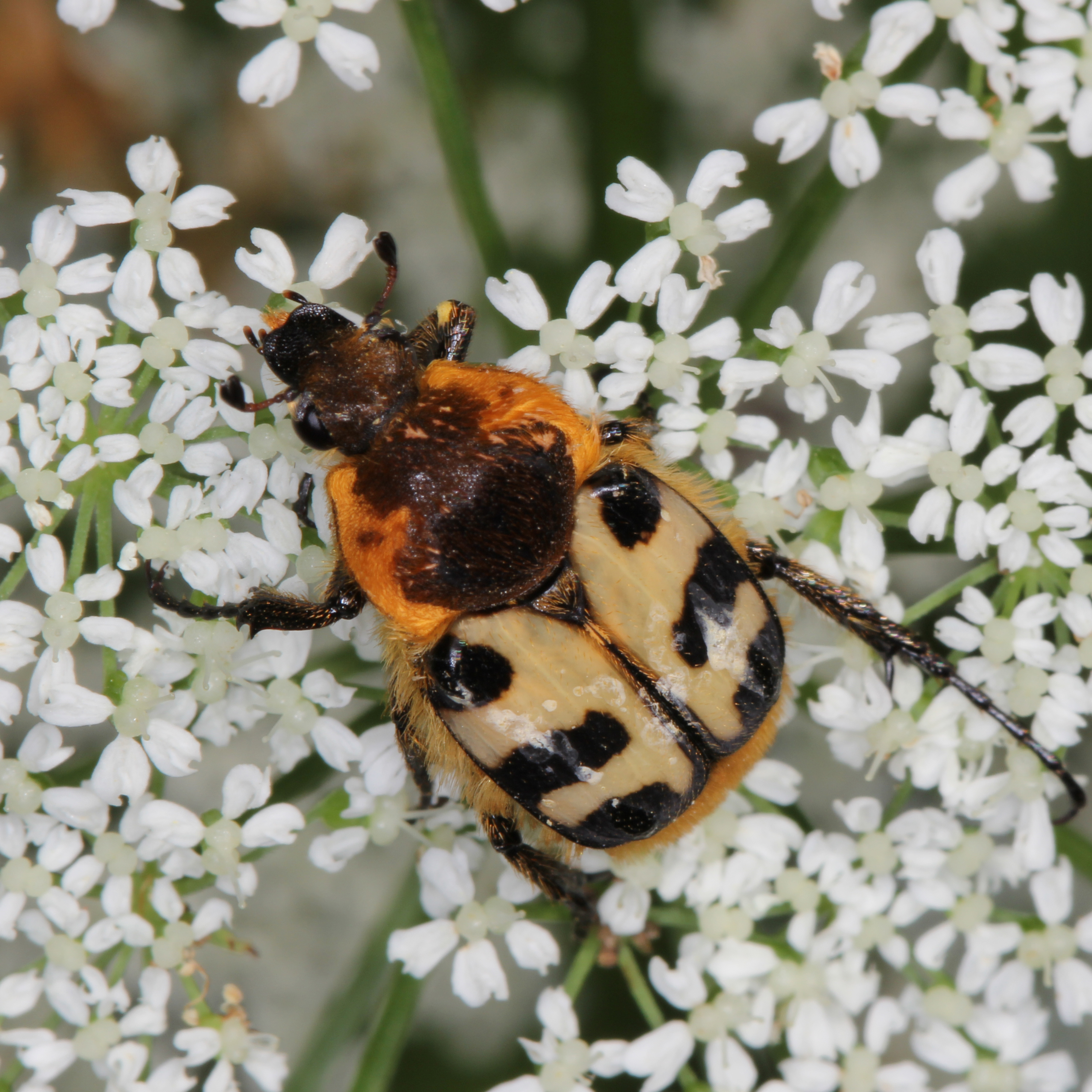 07052013113132 268 art 296 trichius sexualis 1