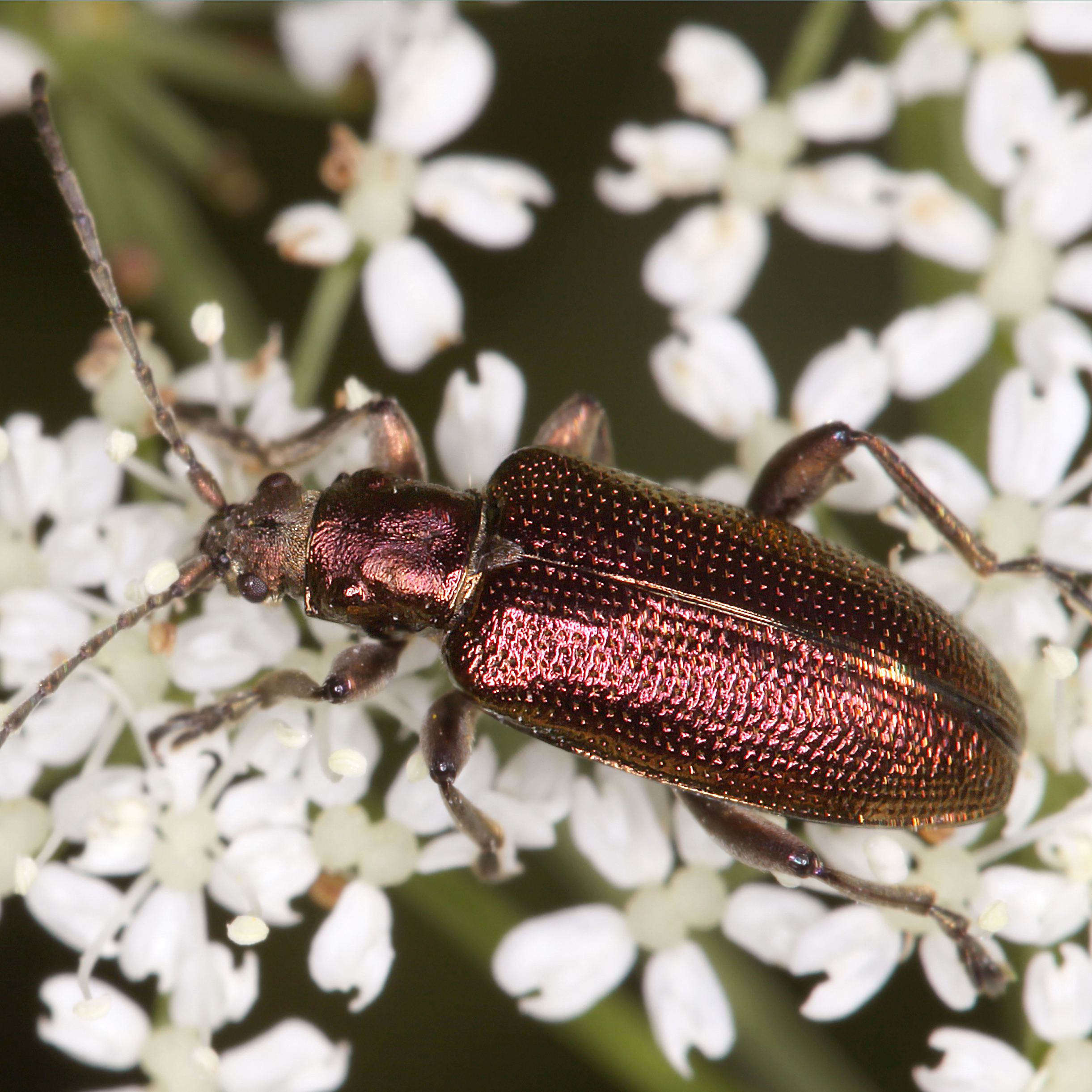 07052013120051 269 art 298 plateumaris sericea 5