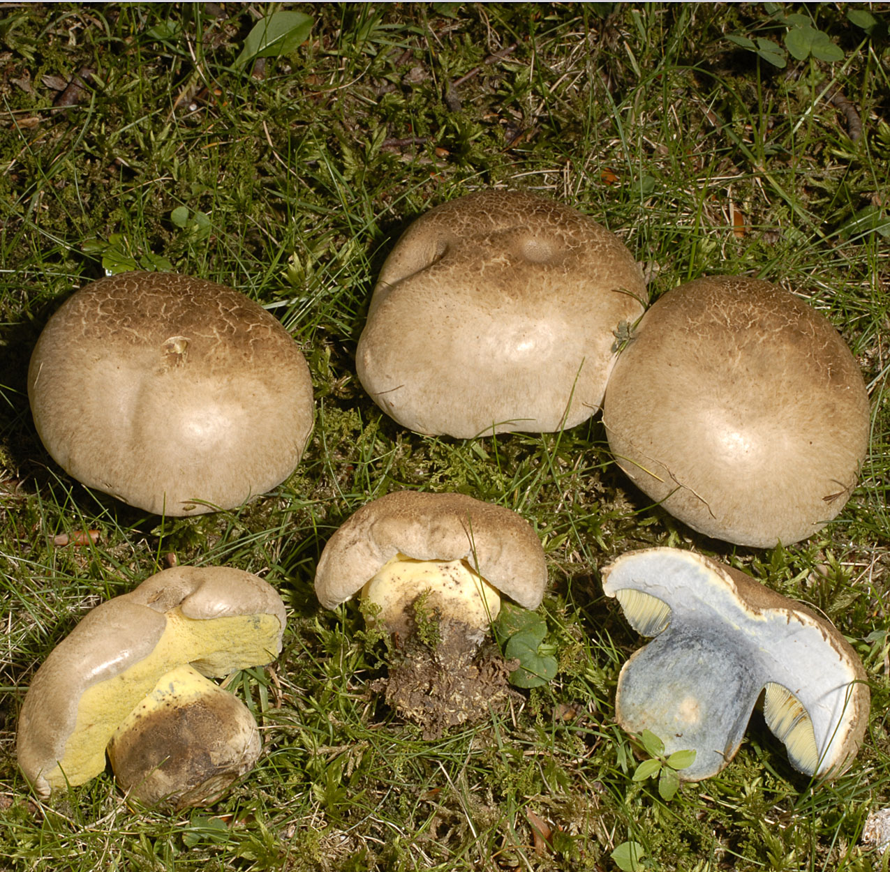 07052013122836 270 art 299 6810 bol radicans 14 kopie