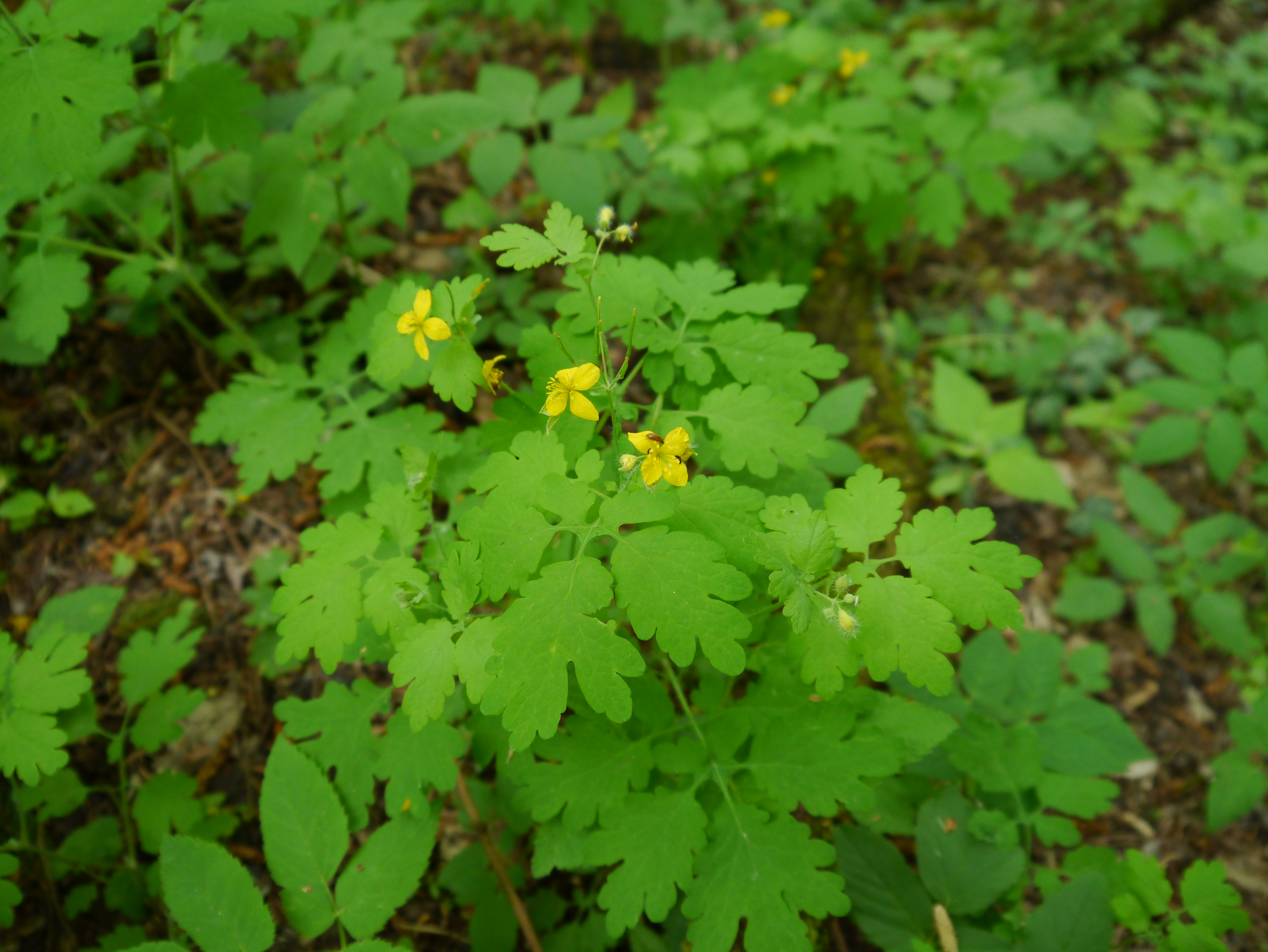 07052013141833 272 art 304 chelidonium majus2