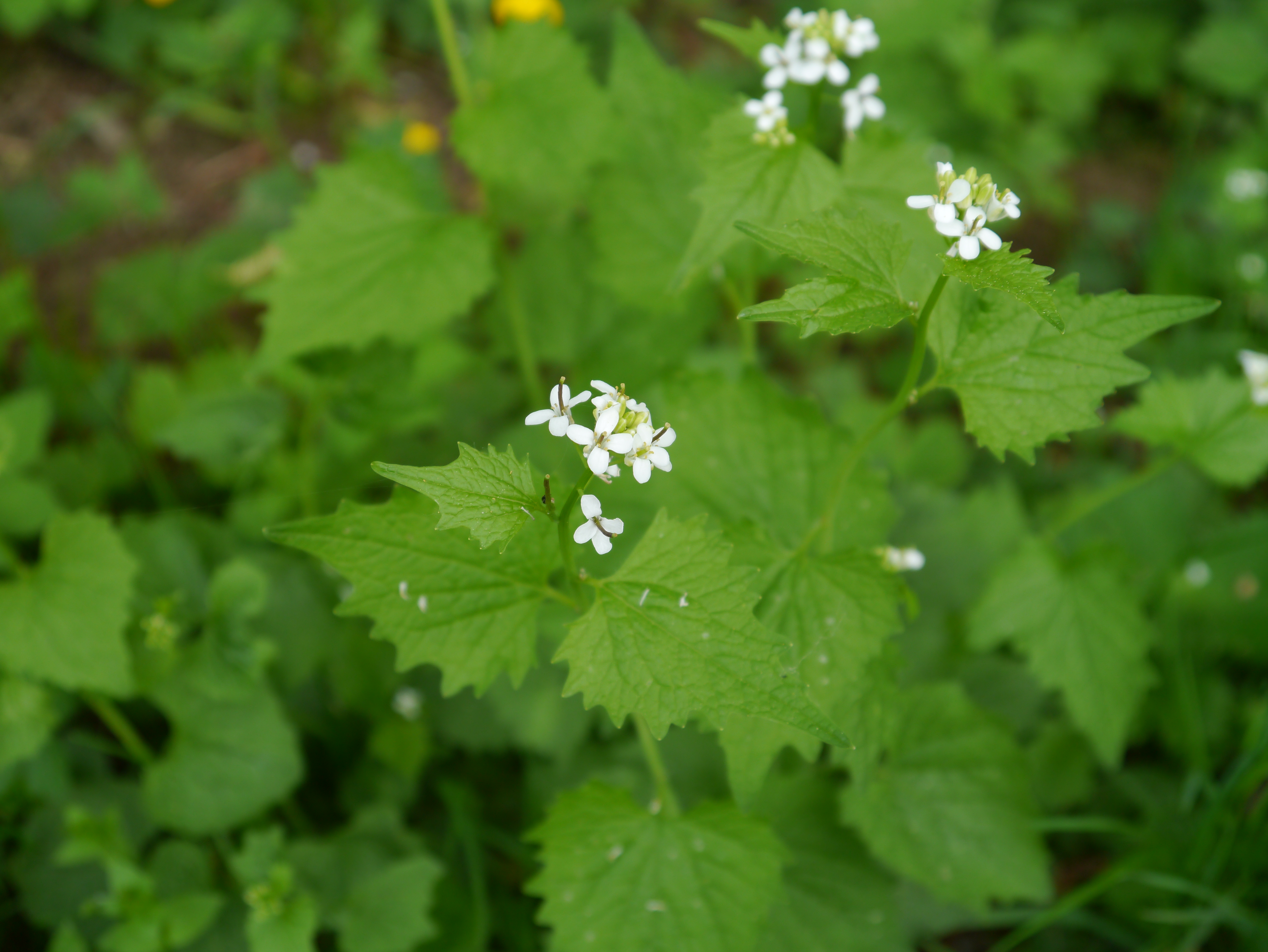 07052013145732 273 art 305 alliaria petiolata1