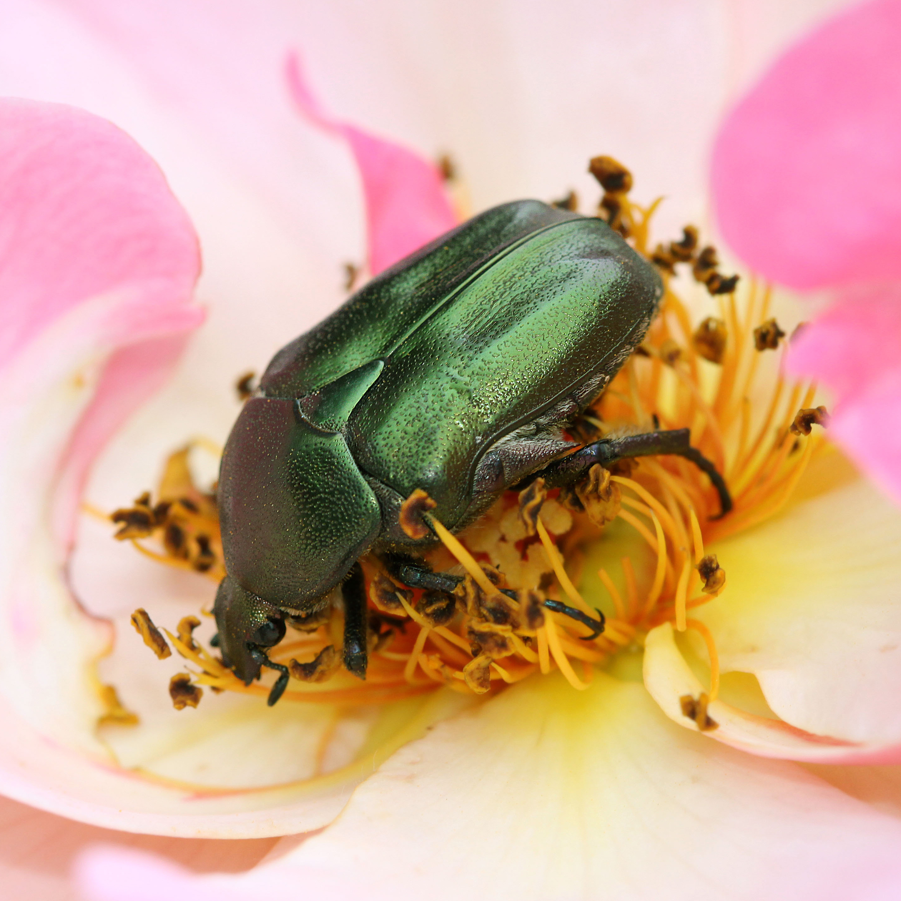 07052013164000 274 art 308 protaetia cuprea 1