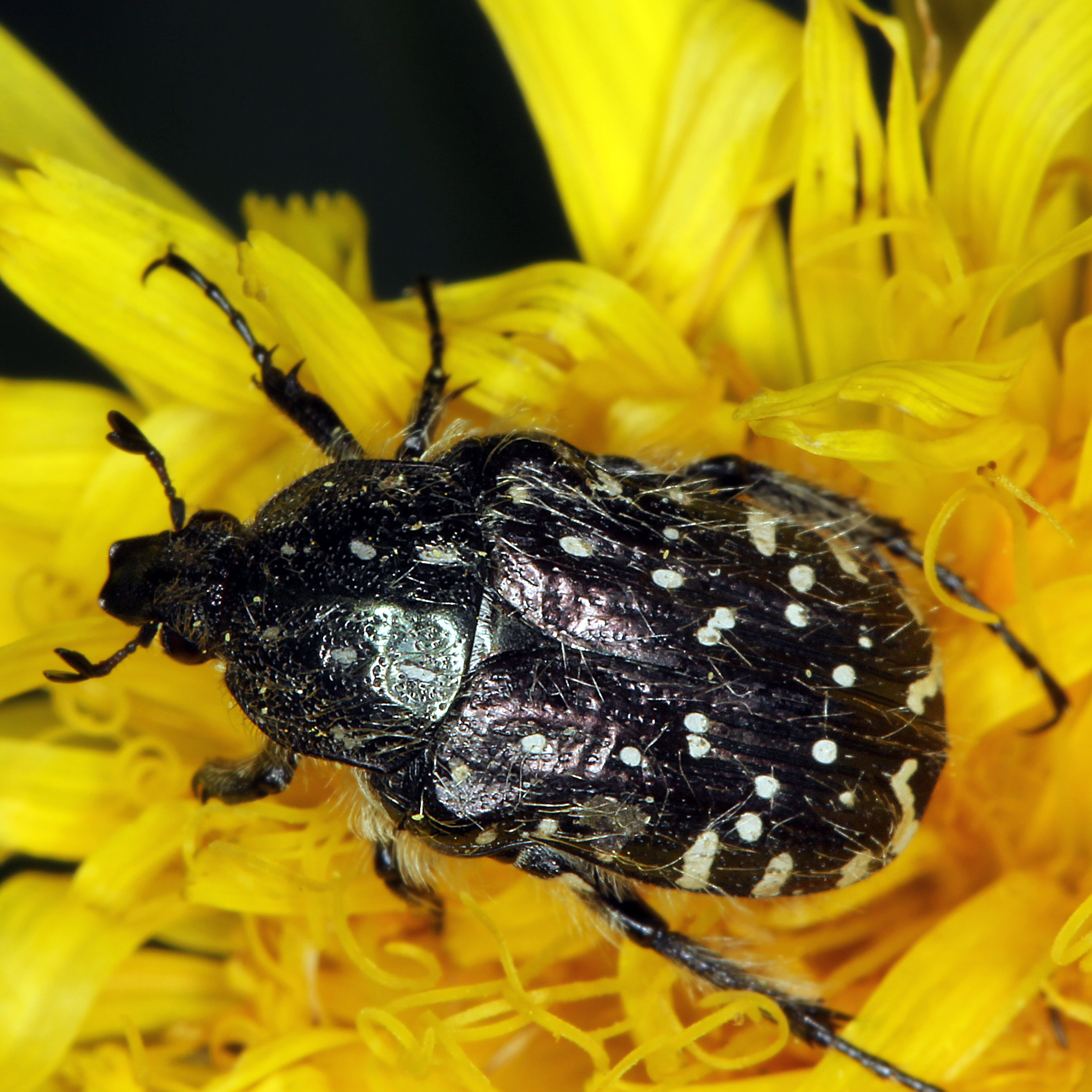 07052013182336 277 art 310 oxythyrea funesta 2