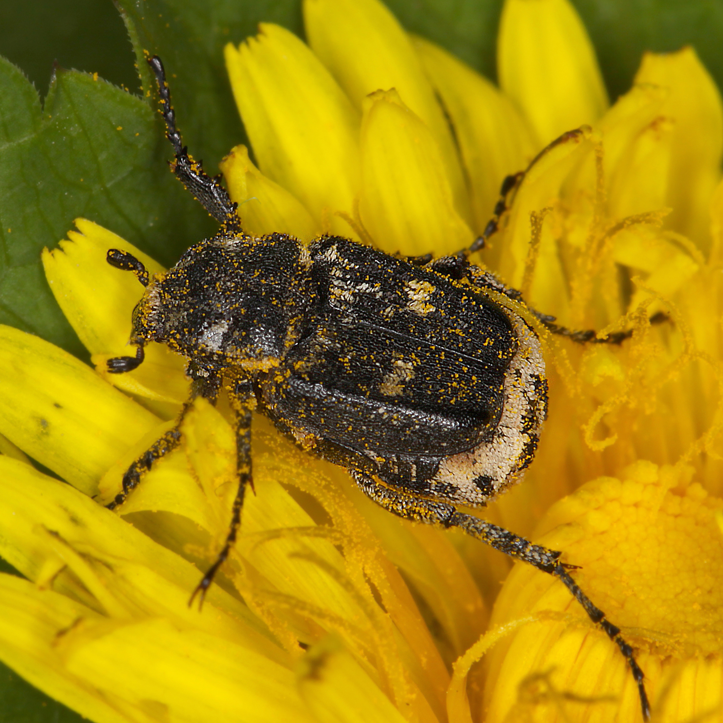 07052013202051 281 art 312 valgus hemipterus 1