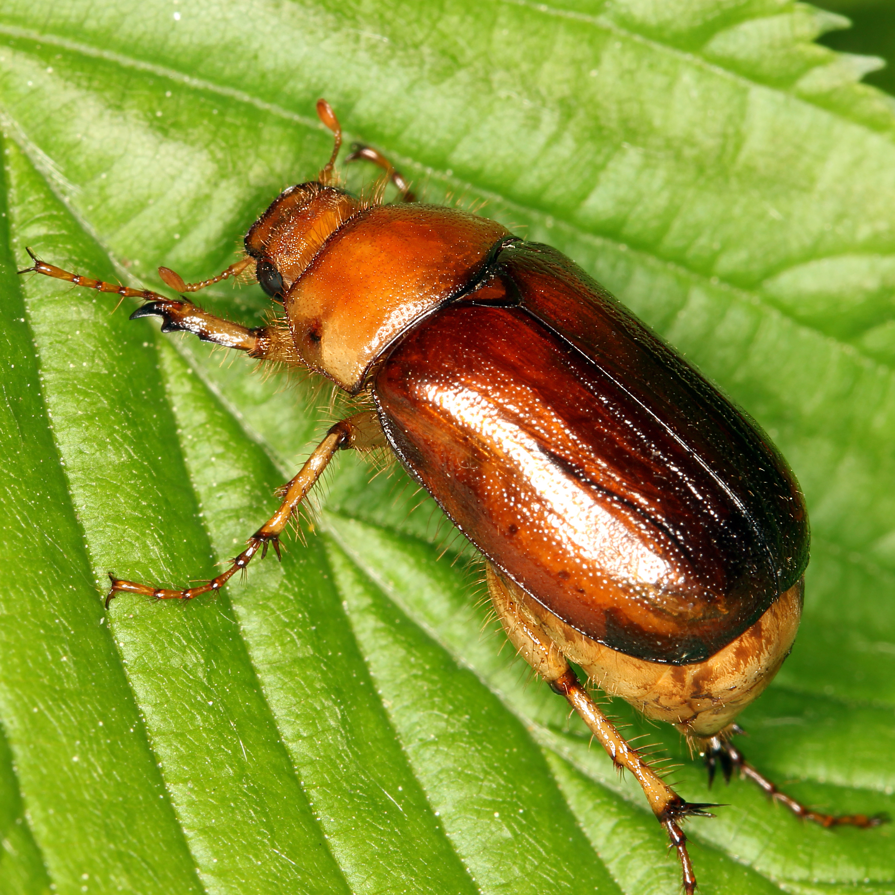 07052013204724 283 art 314 rhizophagus aestivus