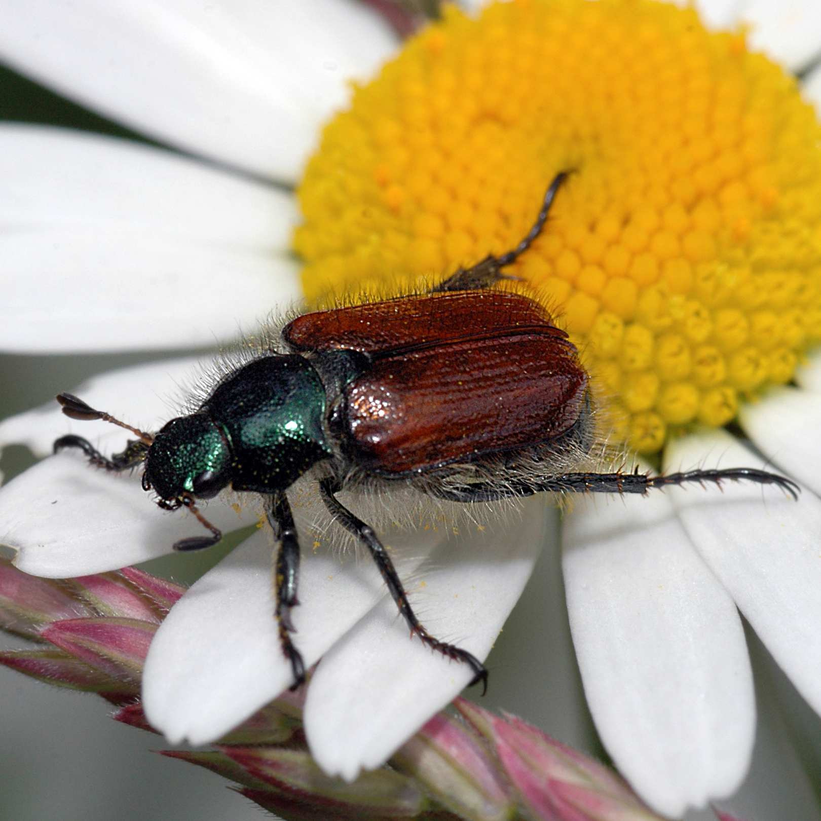07052013211900 284 art 315 phyllopertha horticola 3