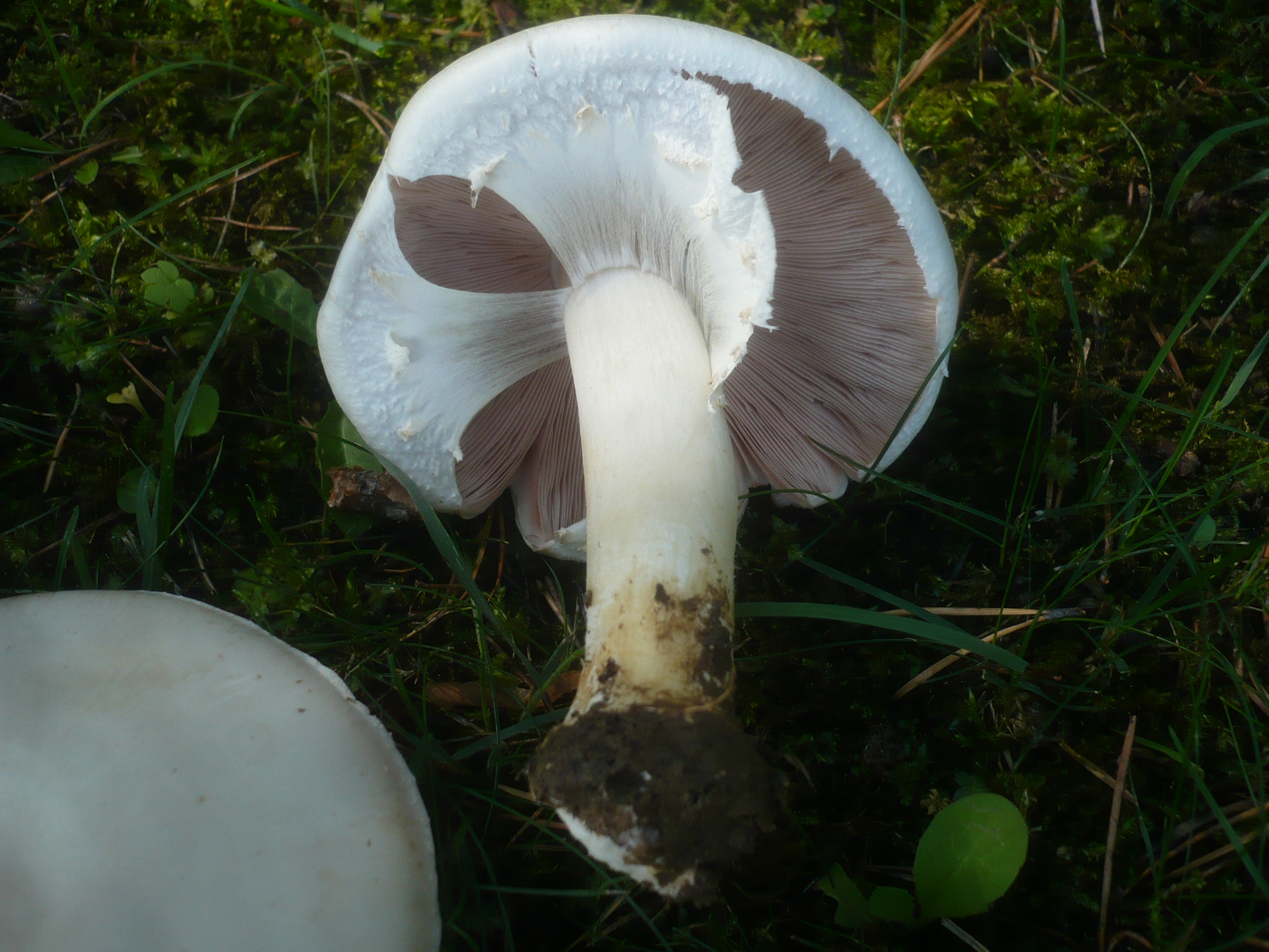 07052018121839 3559 art 2132 agaricus arvensis2.neudorf bei landsee.ortsrand