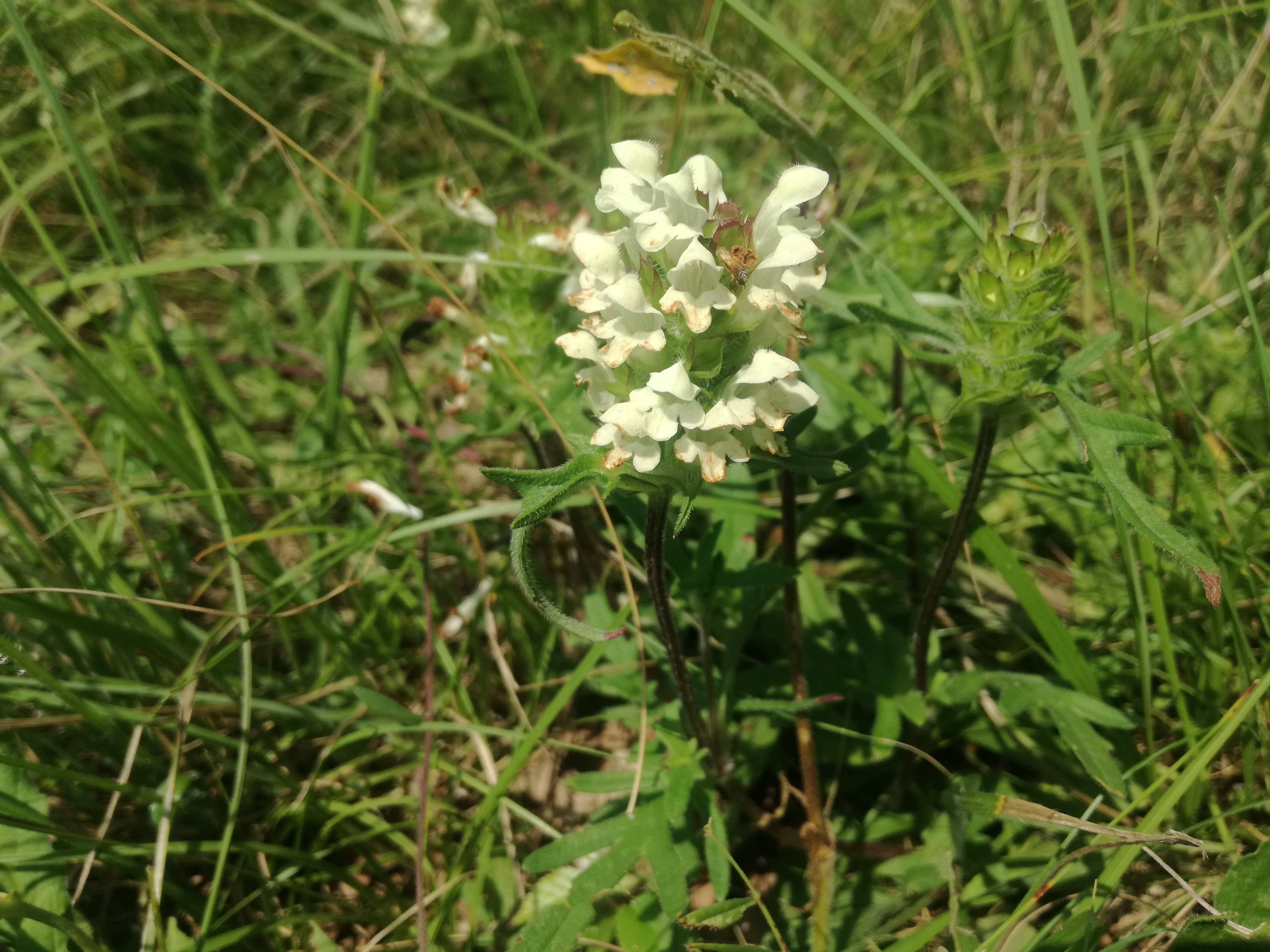 07062018111705 3708 art 1561 img 20180606 104012